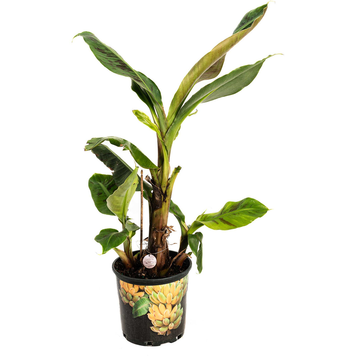 Dwarf Cavendish Banana Tree – Tropical Fruiting Plant