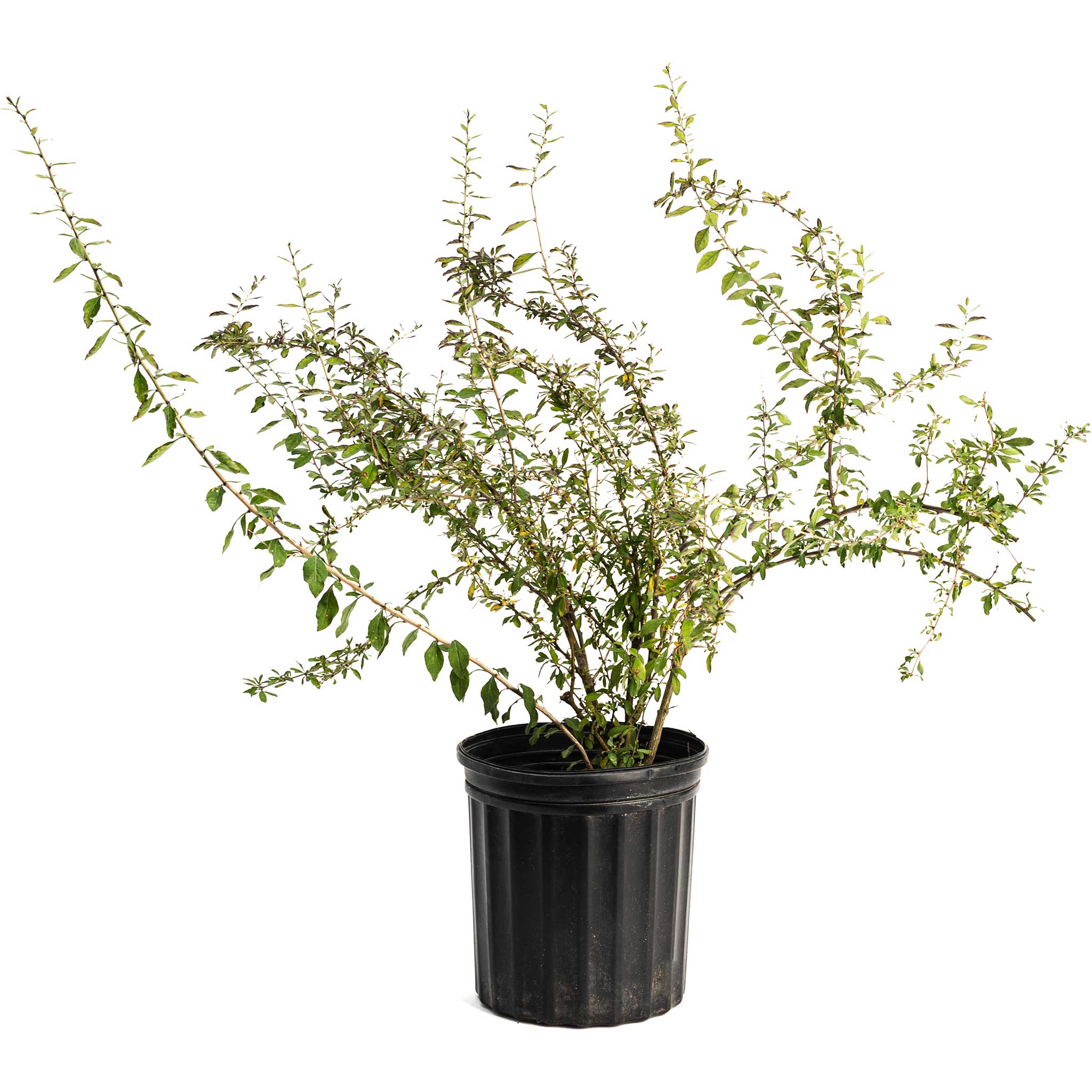 Potted plant with green leaves on a white background.  Henderson Garden Supply