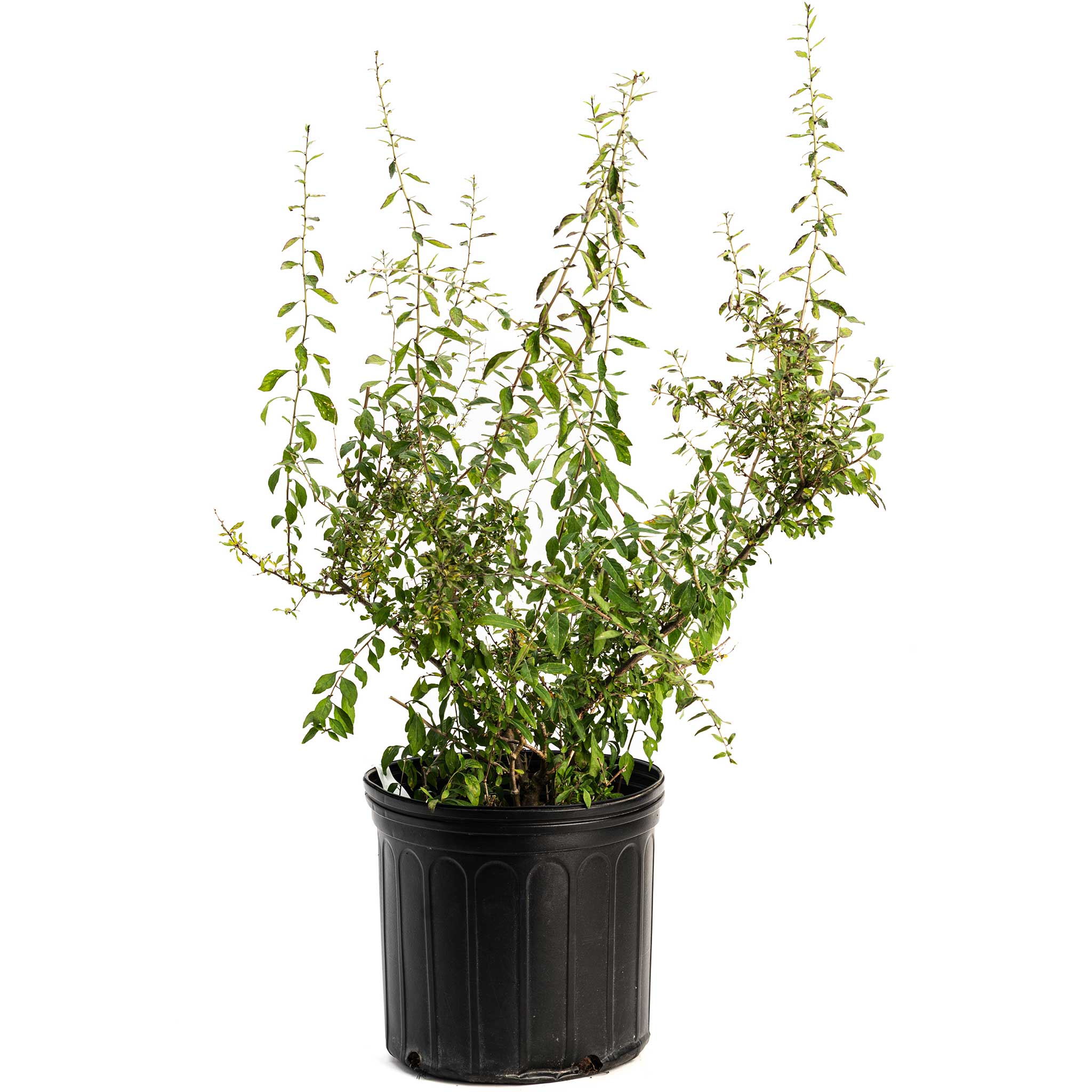 Potted plant with green leaves on a white background.  Henderson Garden Supply
