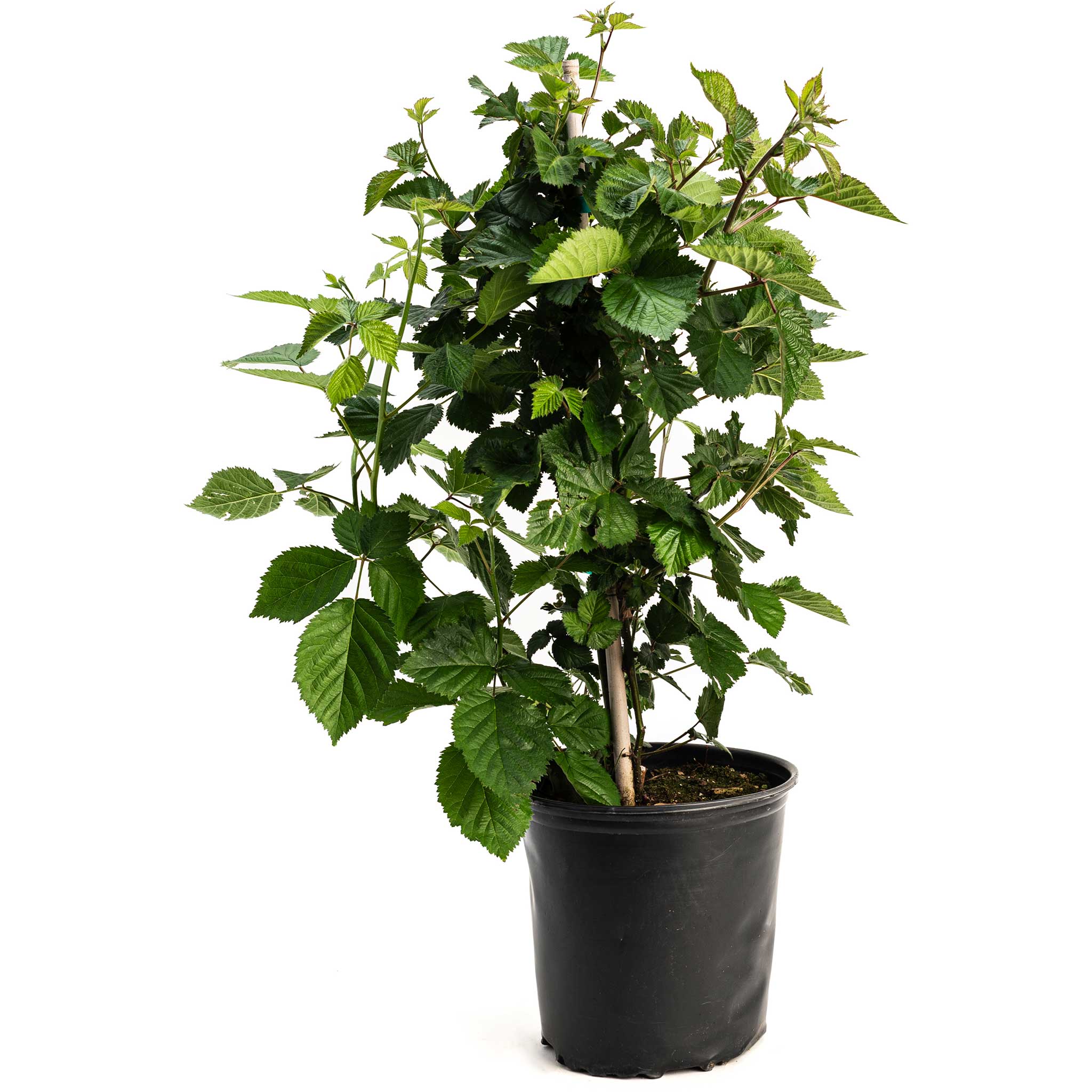 Potted plant with green leaves on a white background.  Henderson Garden Supply