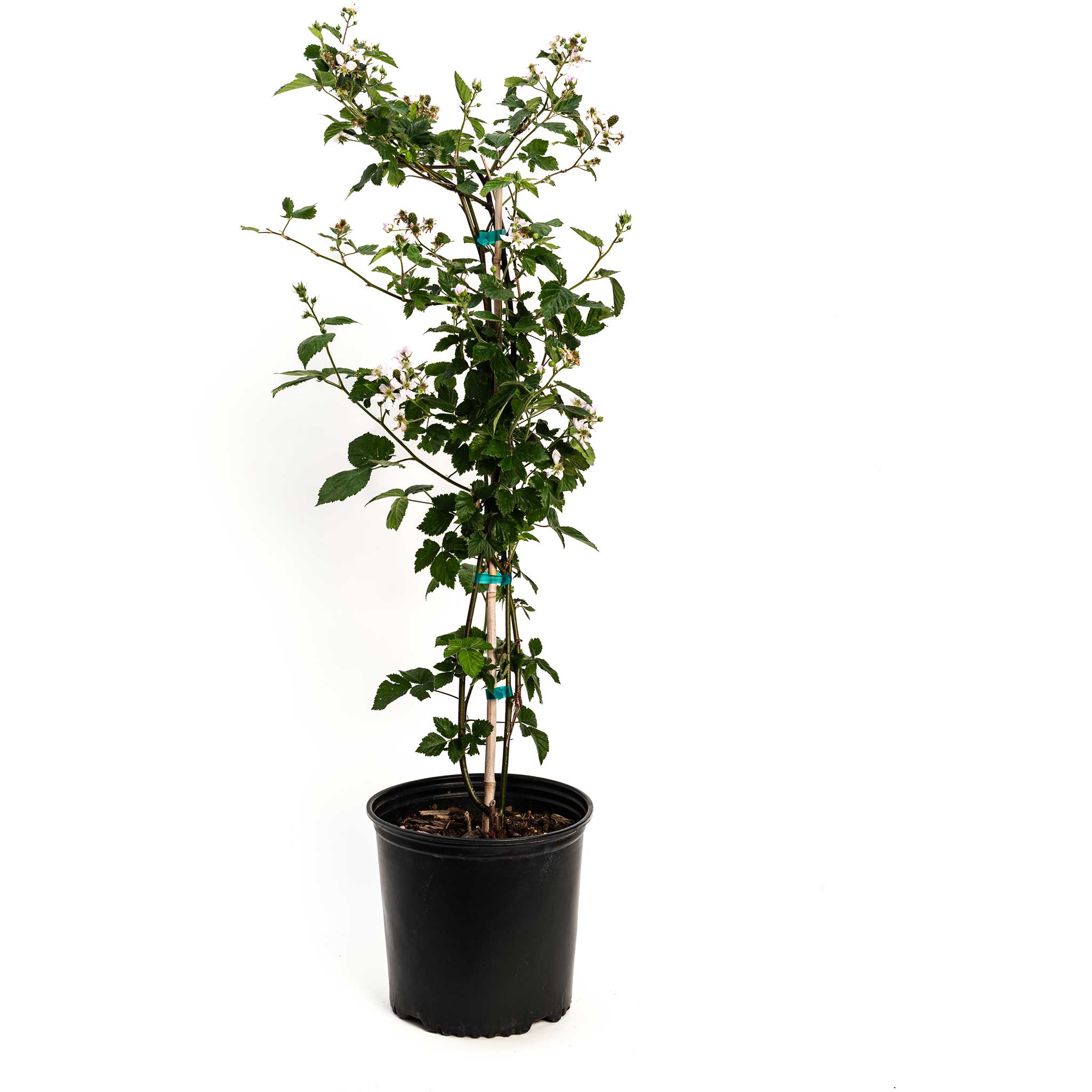 Potted plant with green leaves on a white background.  Henderson Garden Supply