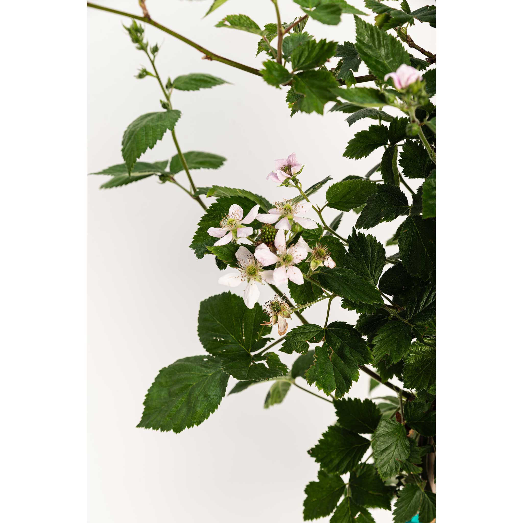 Floral arrangement with white flowers and green leaves on a white background.  Henderson Garden Supply