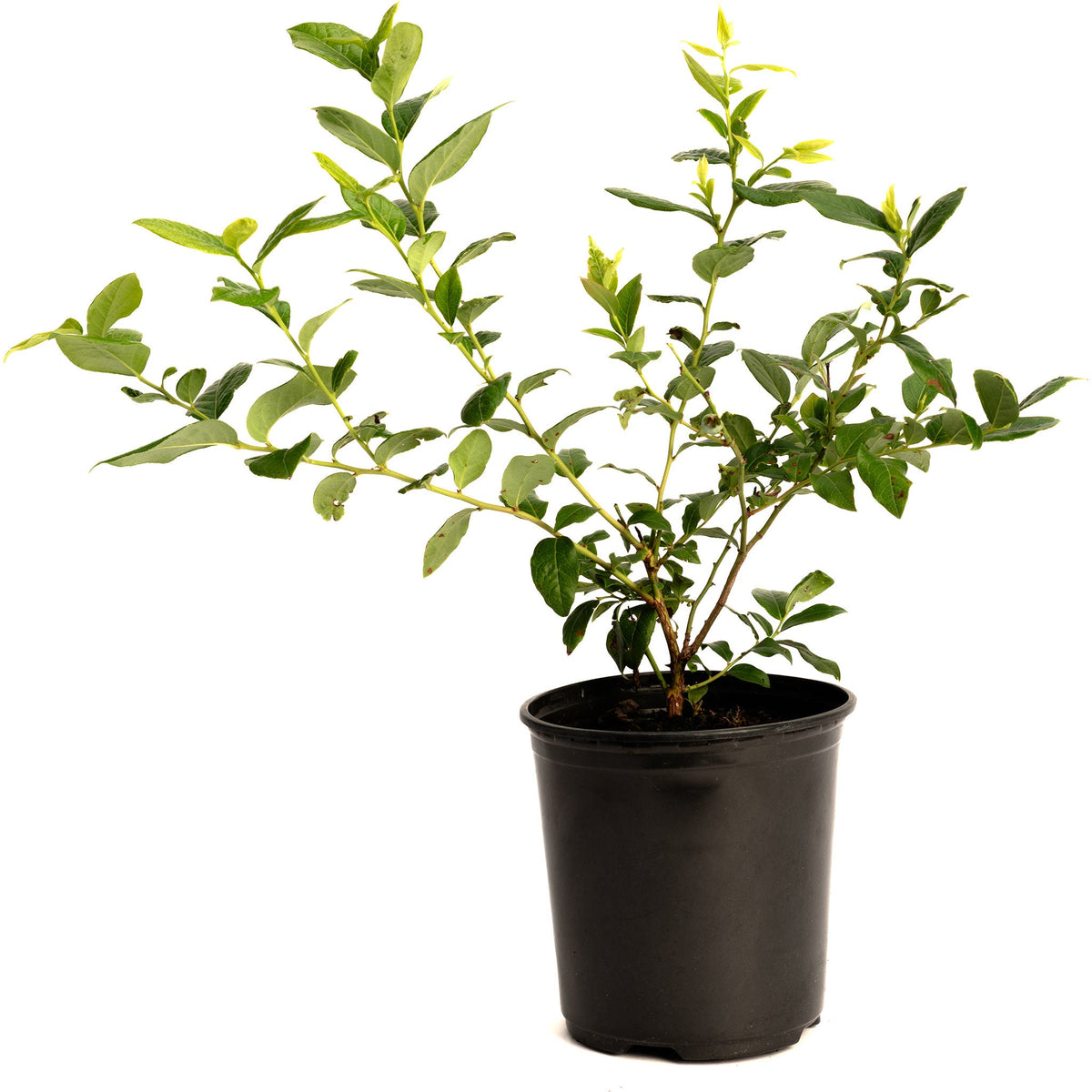 Bluecrop Blueberry Bush – Northern Highbush Blueberry