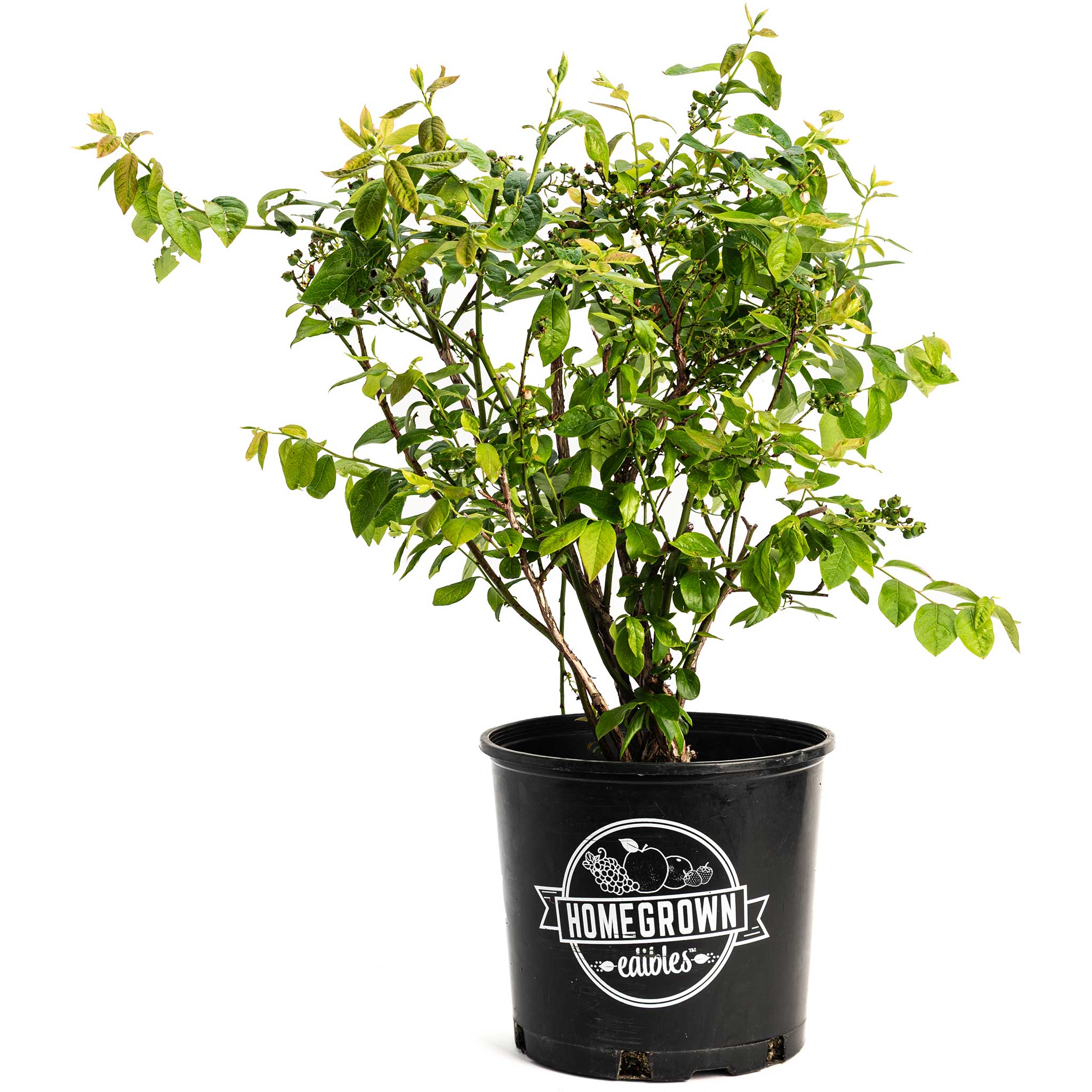 Potted plant with 'Homegrown Edibles' logo on a white background.  Henderson Garden Supply