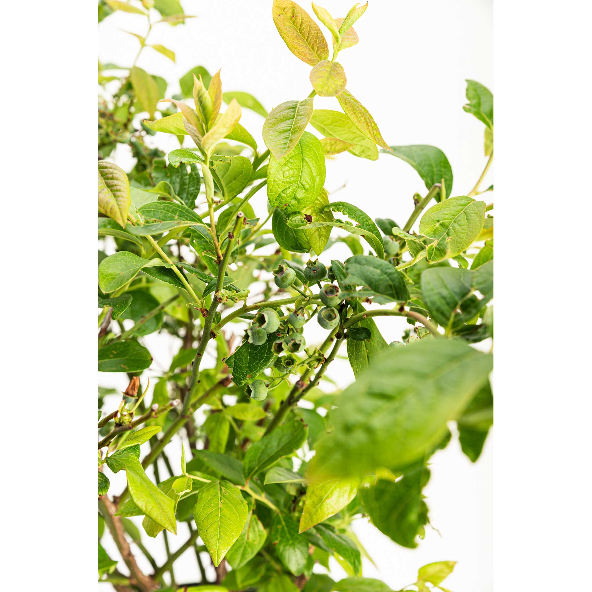 Close-up of a green leafy plant with a white background.  Henderson Garden Supply