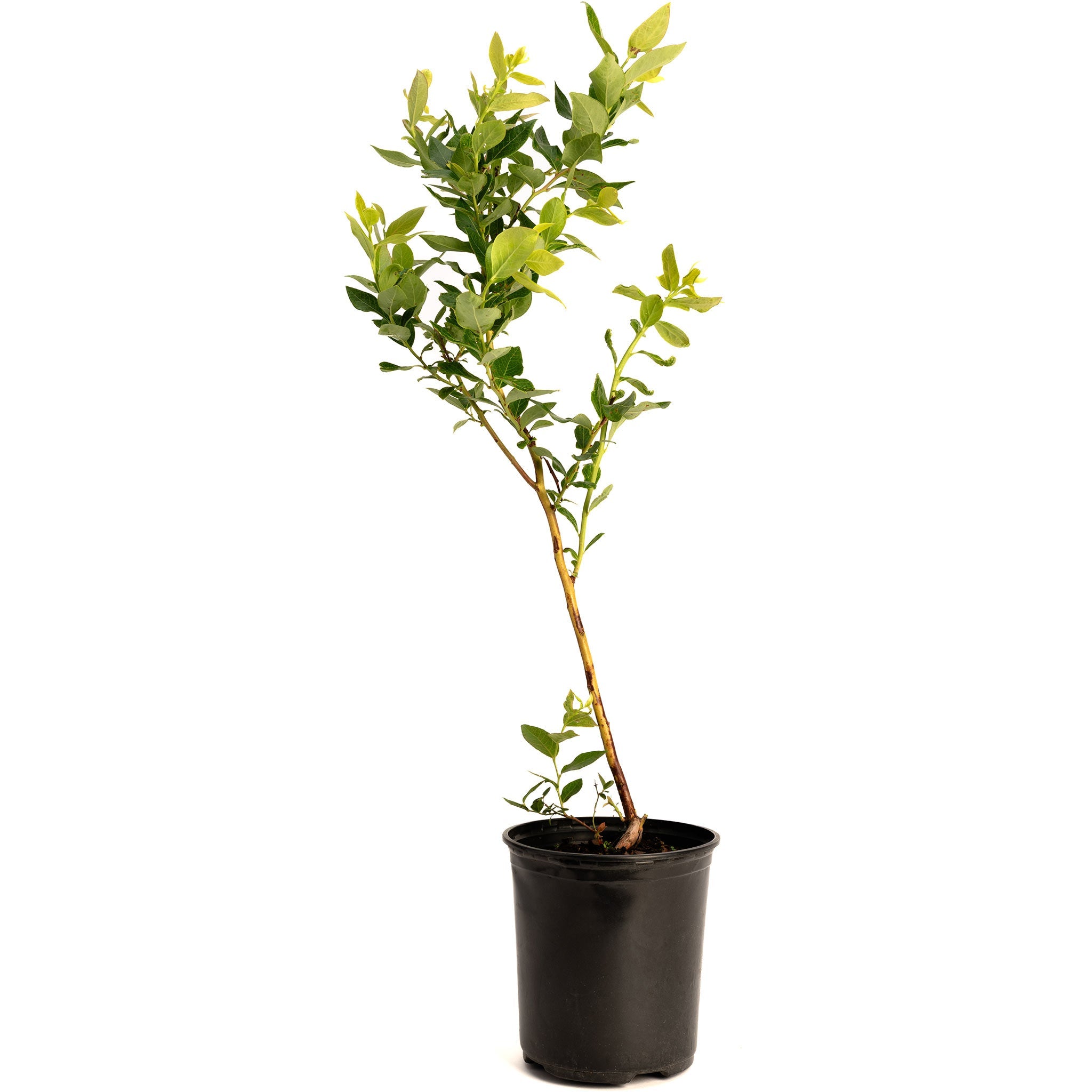 Potted plant with green leaves on a white background.  Henderson Garden Supply