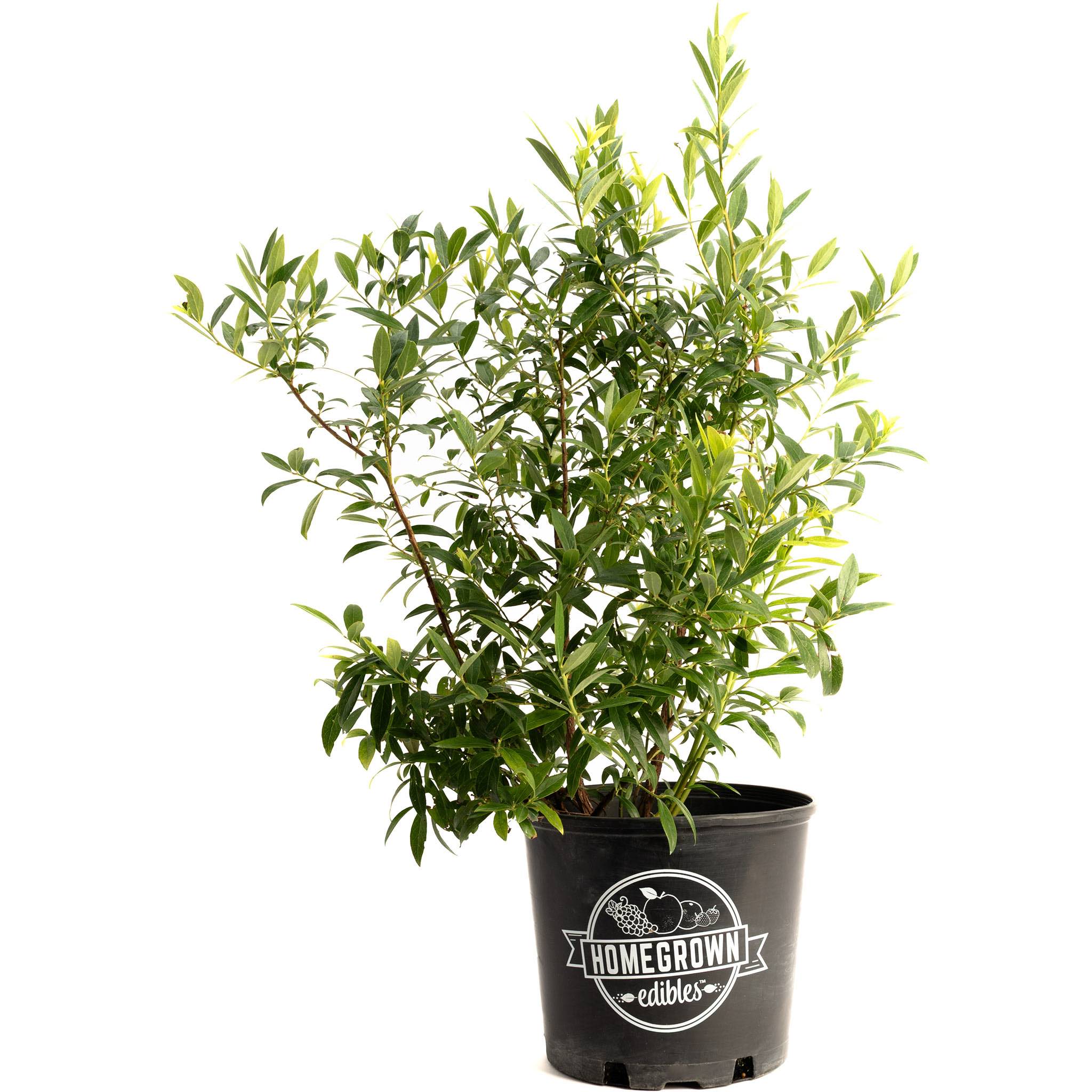 Potted plant with 'Homegrown Edibles' label on a white background.  Henderson Garden Supply