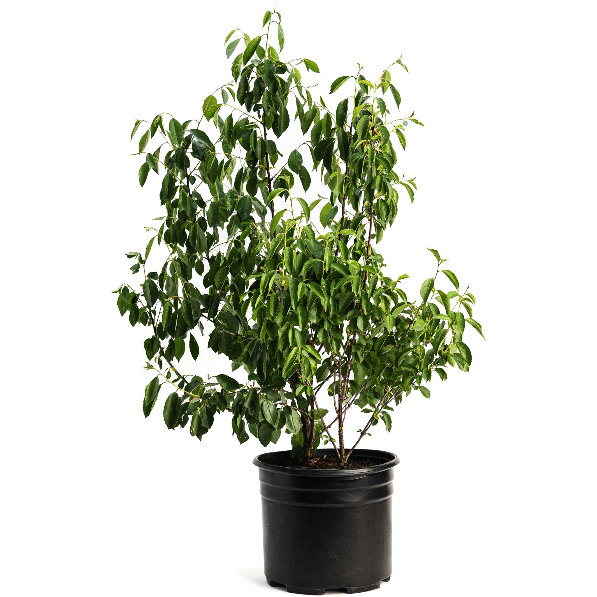 Potted plant with green leaves on a white background.  Henderson Garden Supply