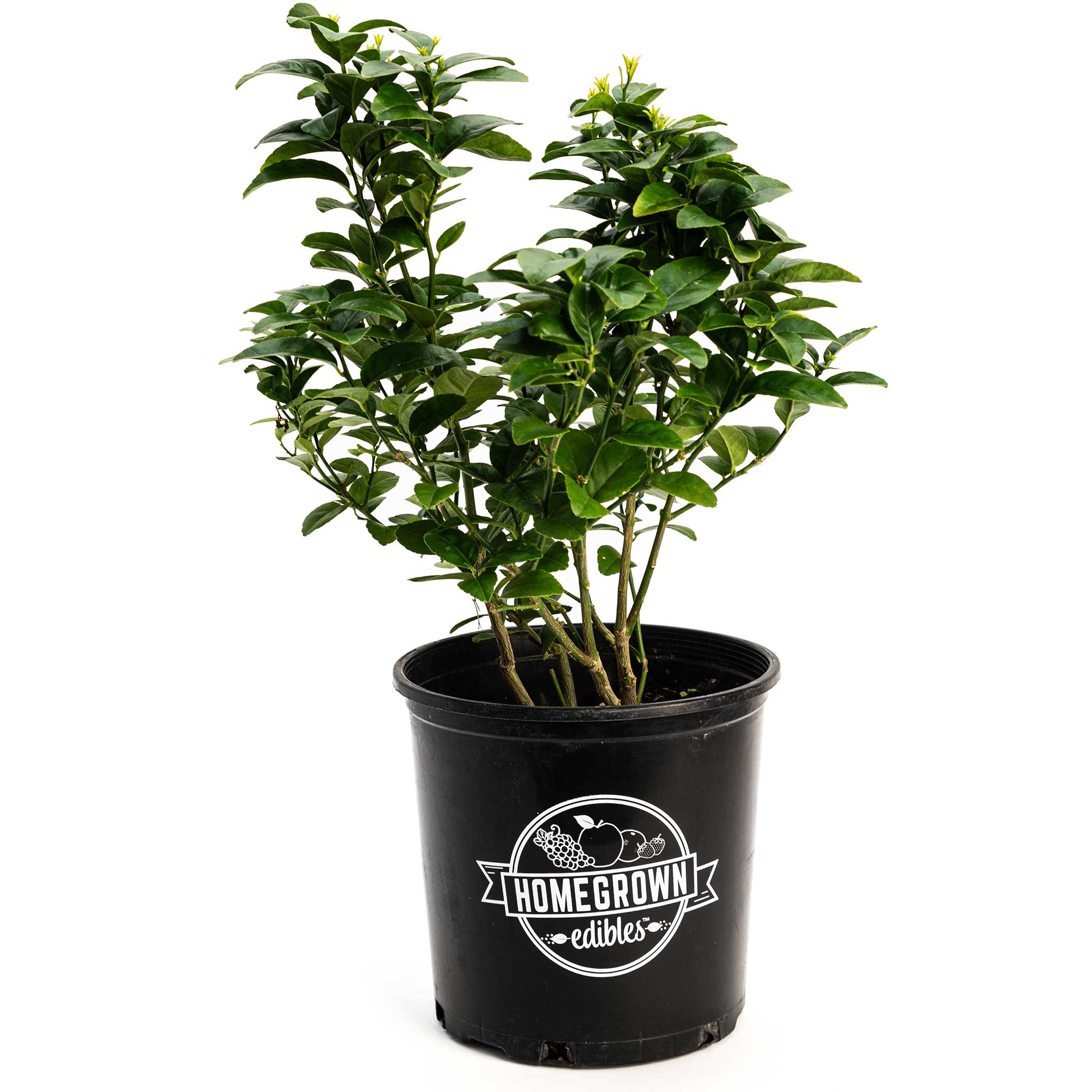 Potted plant with 'Homegrown Edibles' label on a white background  Henderson Garden Supply