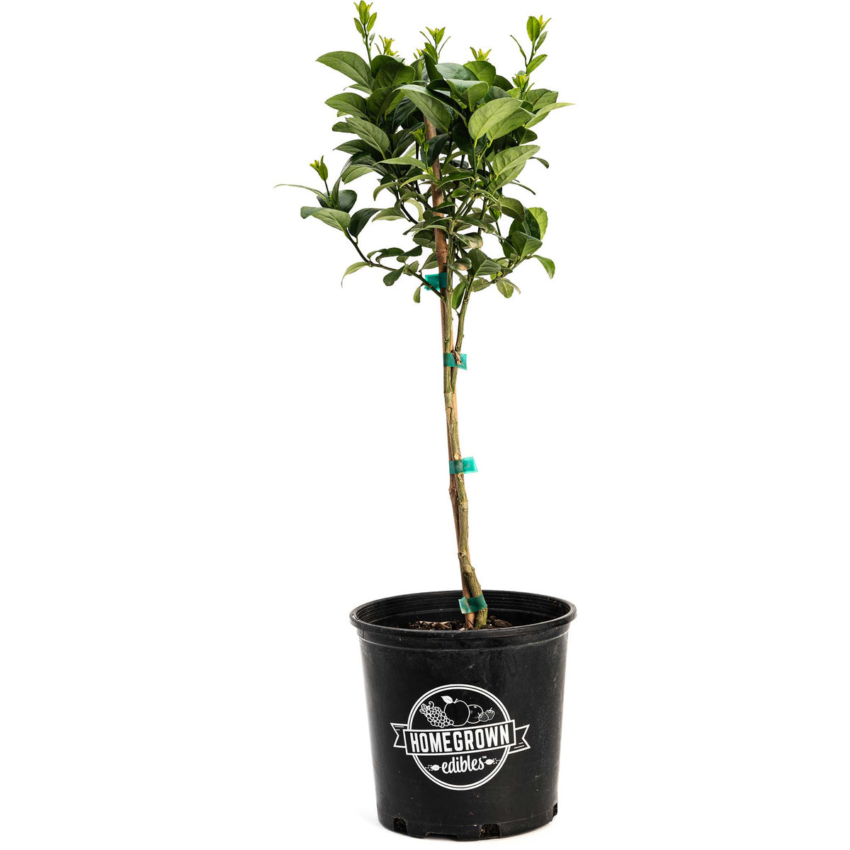 Key Lime Tree – Patio Citrus & Fragrant Blossoms