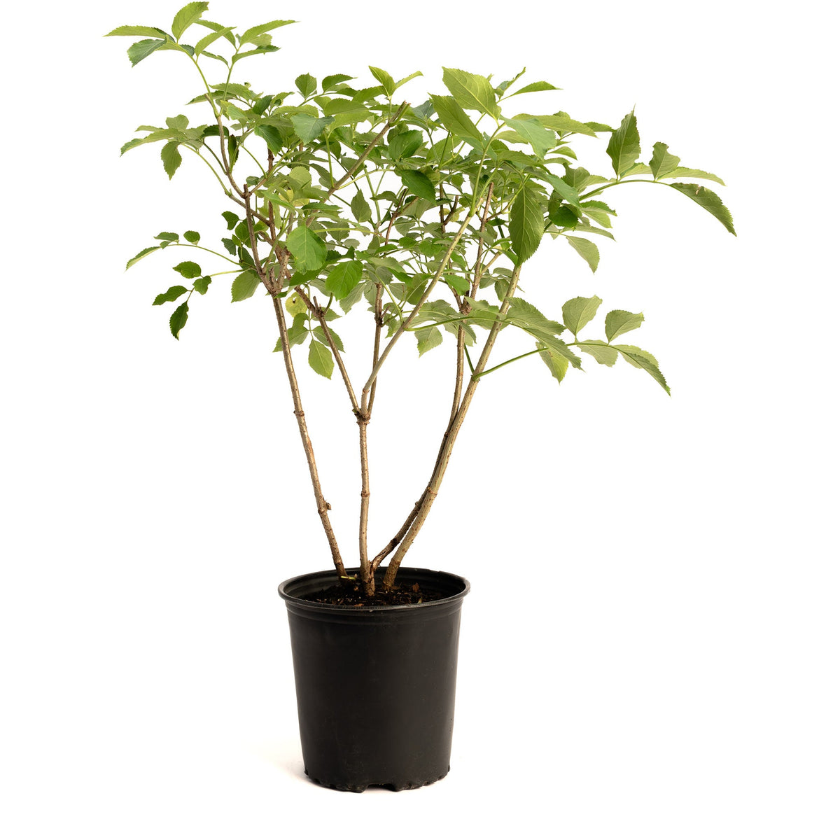 Potted plant with green leaves on a white background.  Henderson Garden Supply