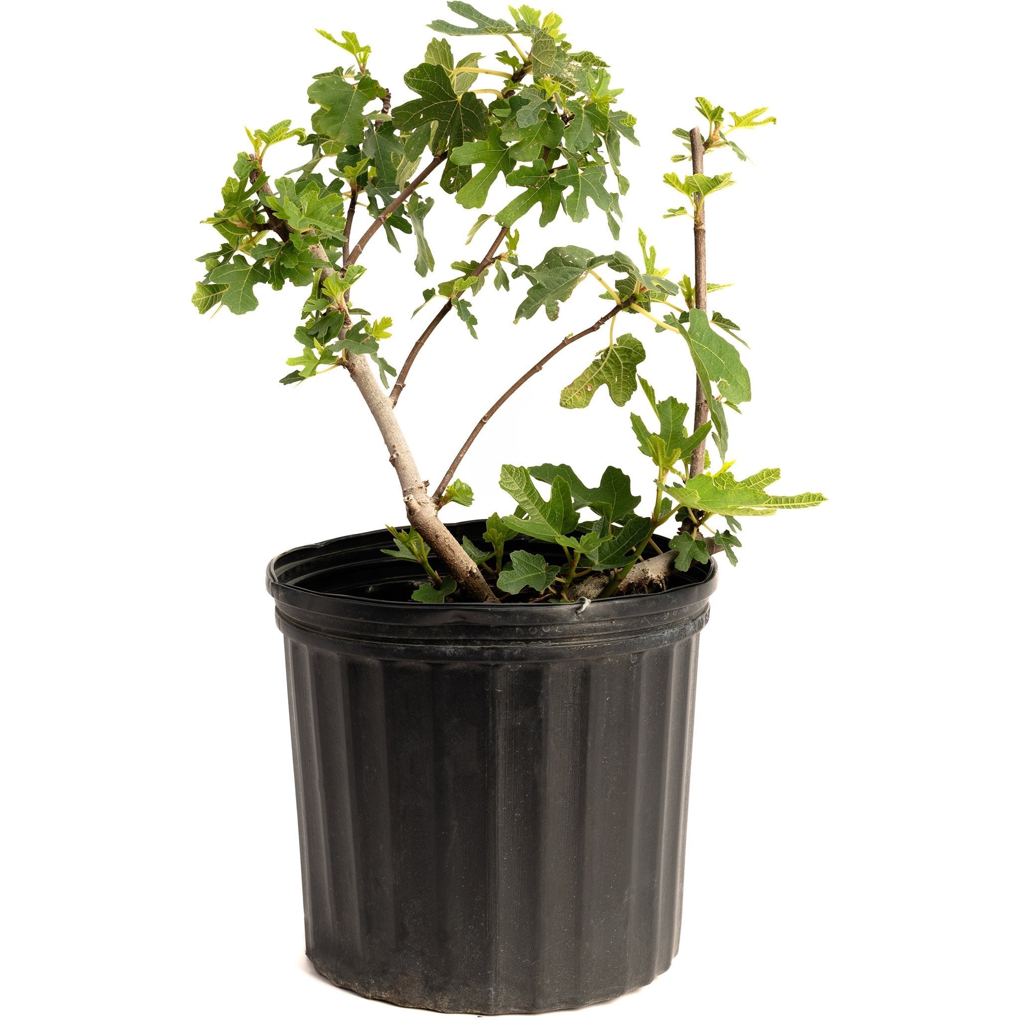 Potted plant with green leaves in a black pot on a white background.  Henderson Garden Supply