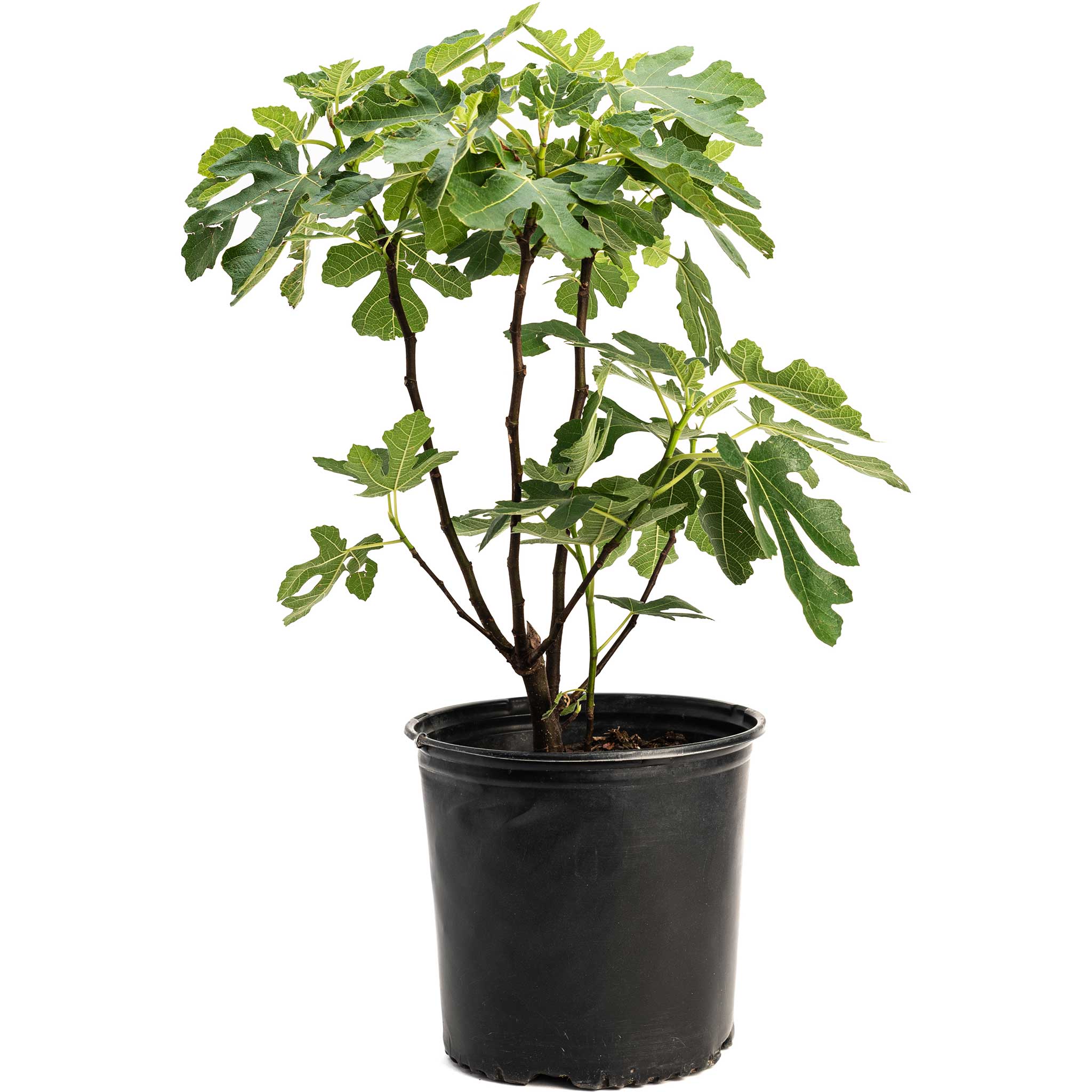 Potted plant with green leaves on a white background.  Henderson Garden Supply