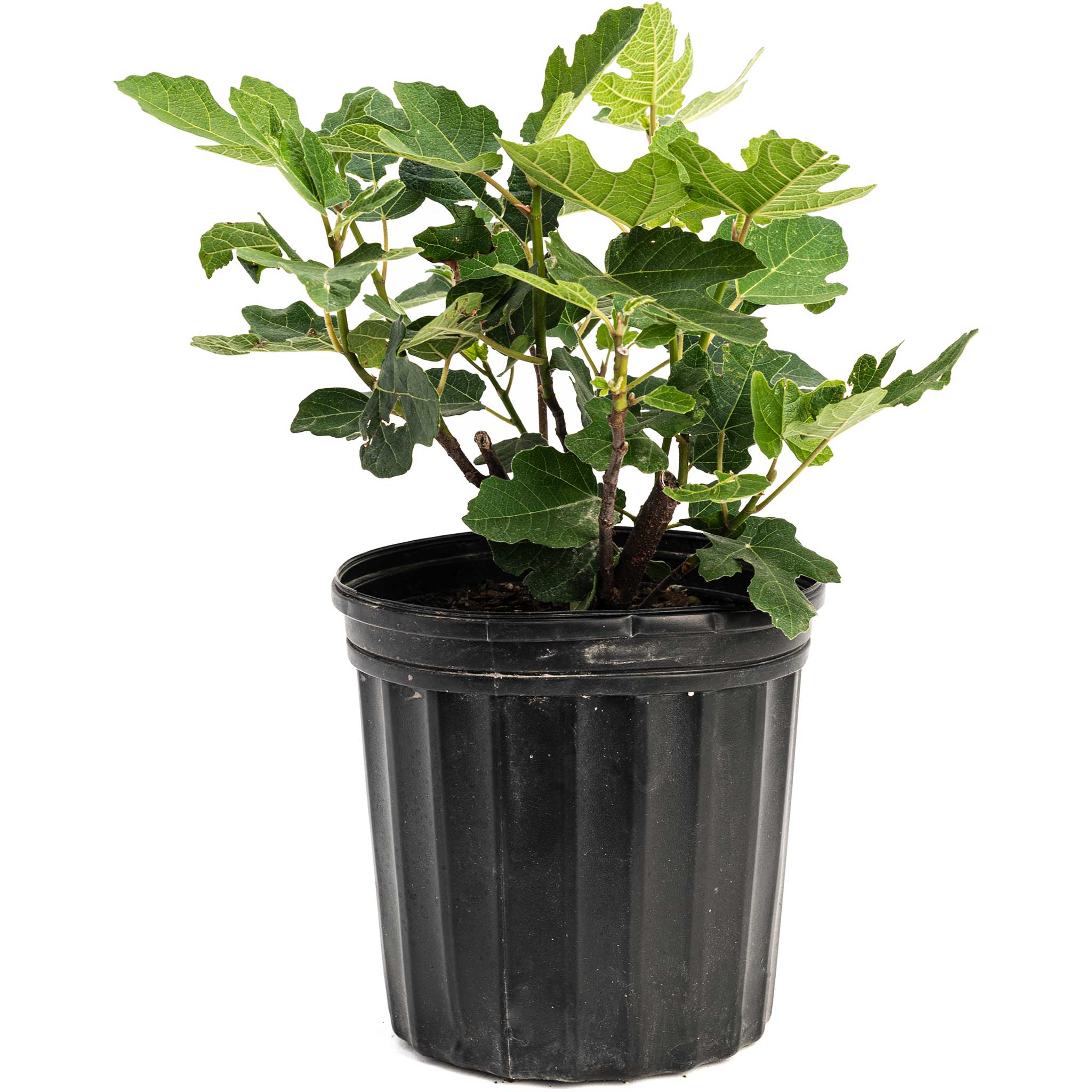 Potted plant with green leaves in a black pot on a white background.  Henderson Garden Supply