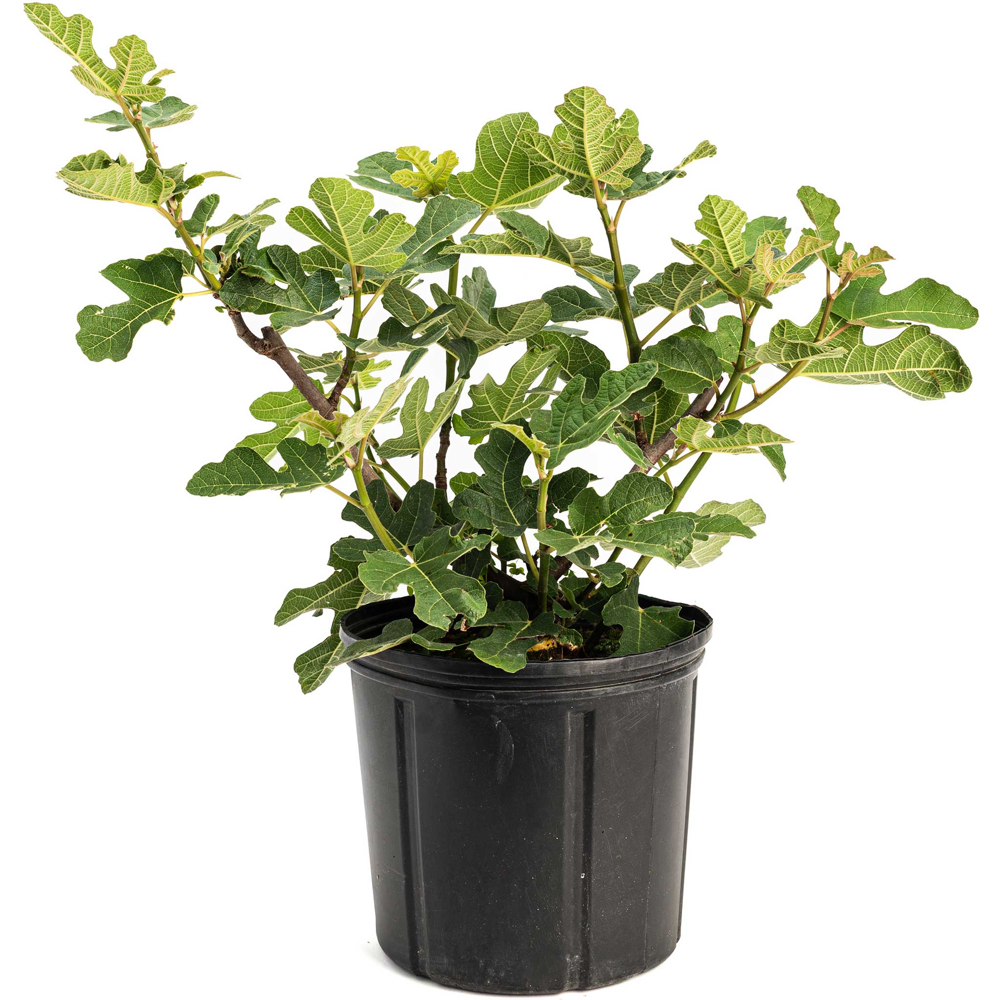 Potted plant with green leaves on a white background.  Henderson Garden Supply