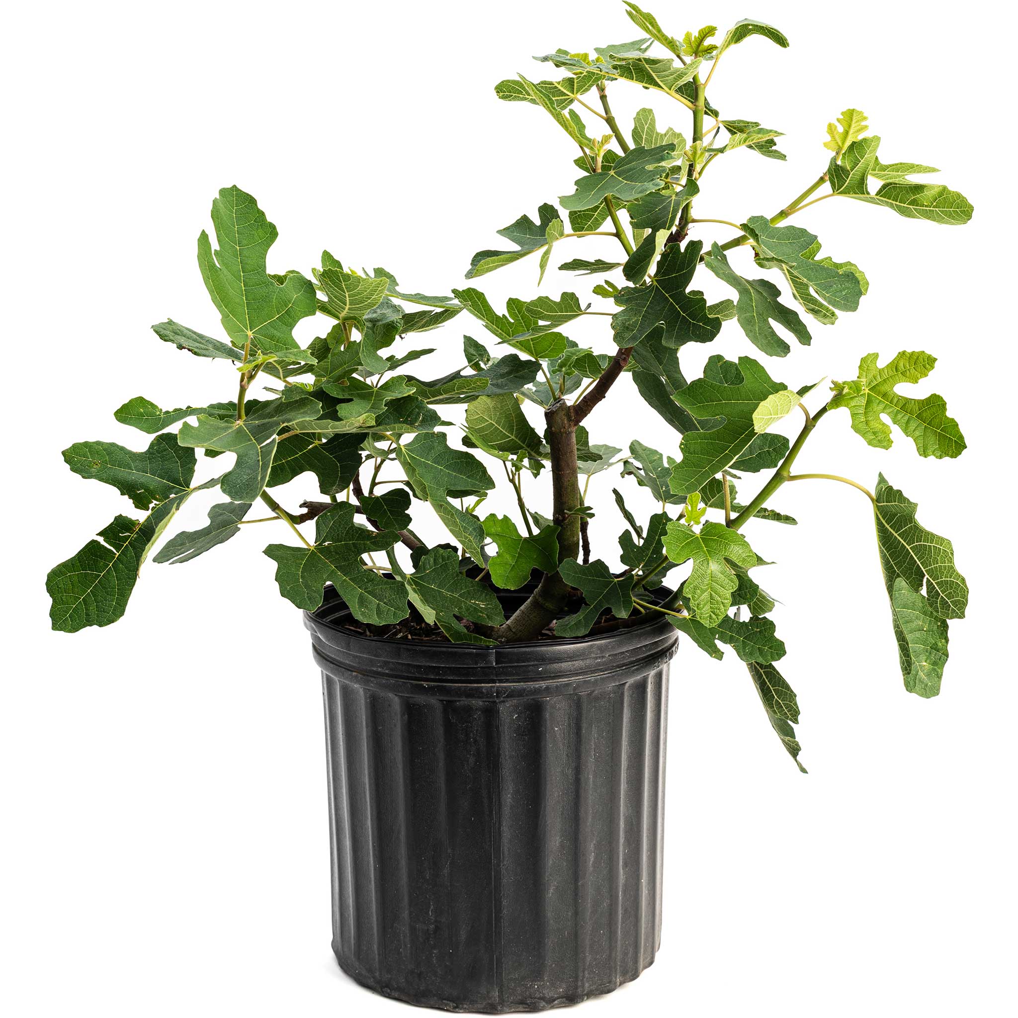 Potted plant with green leaves on a white background.  Henderson Garden Supply