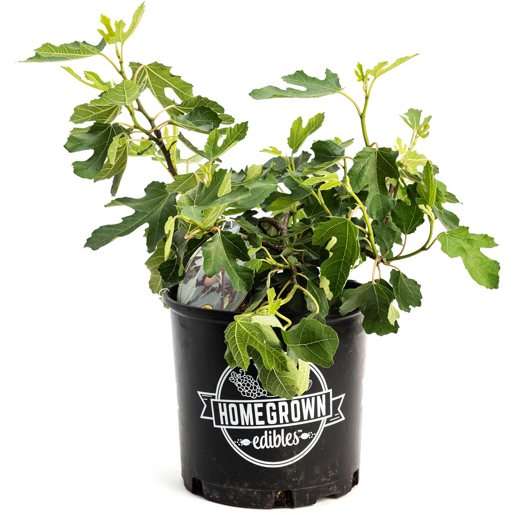Potted plant with 'Homegrown edibles' label on a white background.  Henderson Garden Supply