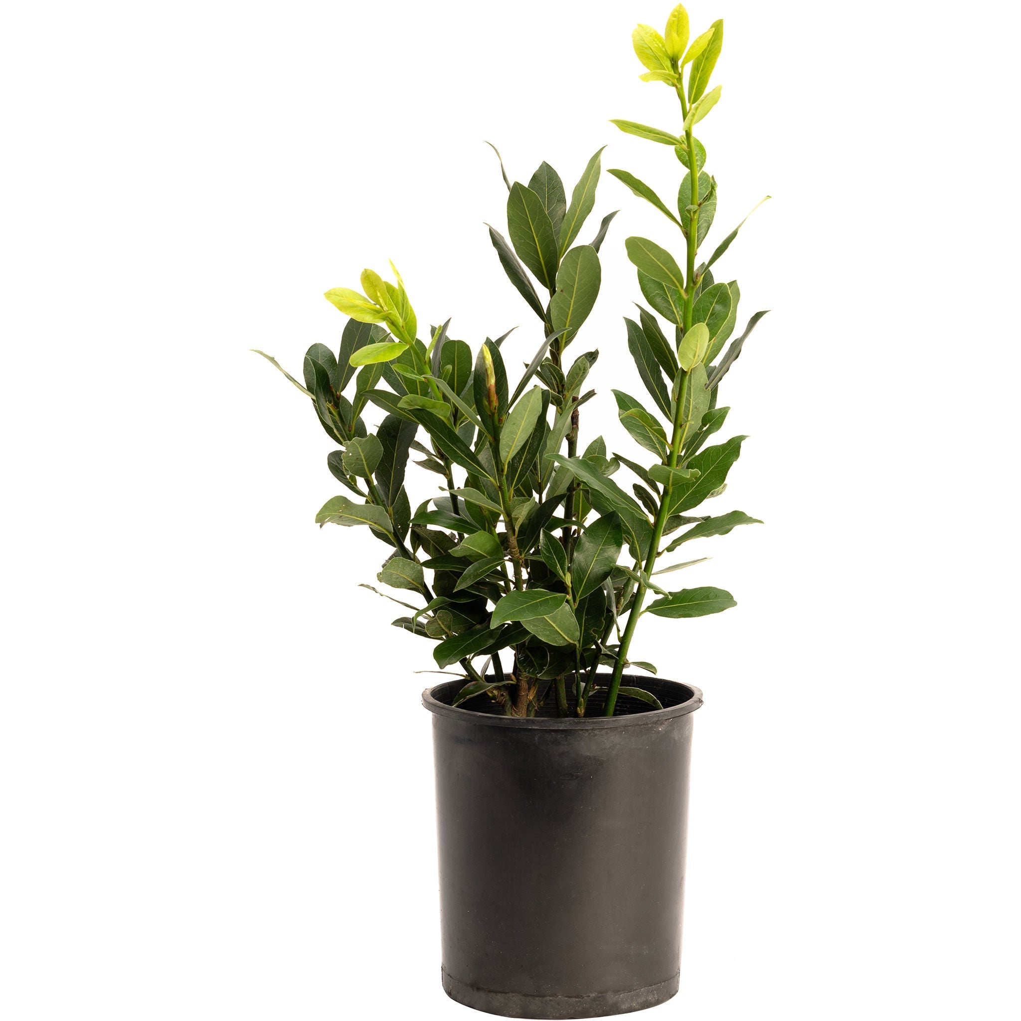 Bay Laurel Tree (Laurus nobilis) | Culinary & Ornamental Evergreen