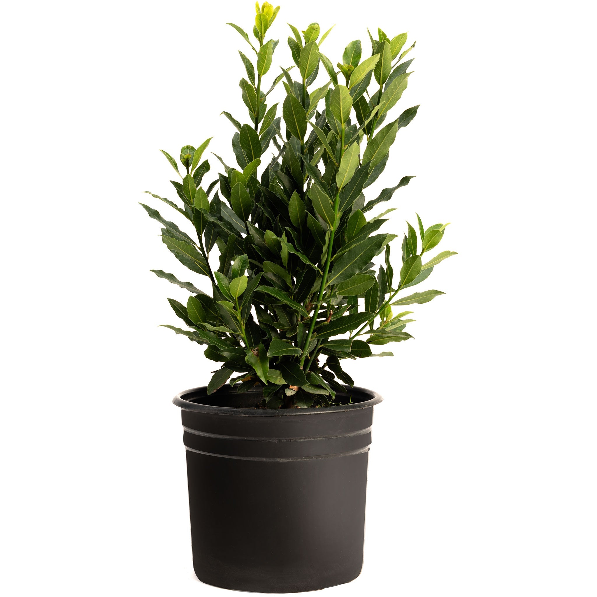 Bay Laurel Tree (Laurus nobilis) | Culinary & Ornamental Evergreen