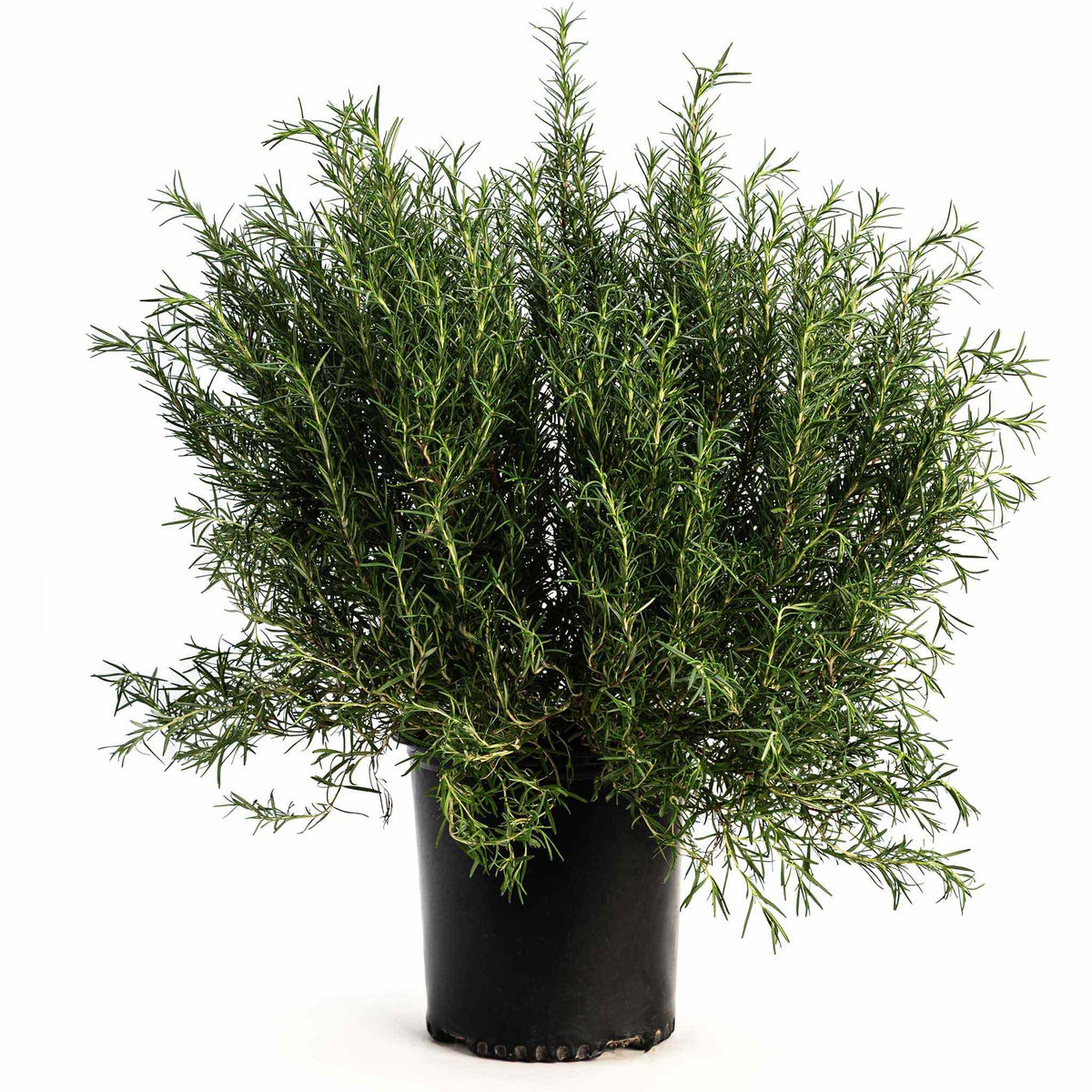 Tuscan Blue Rosemary – Aromatic Evergreen Herb