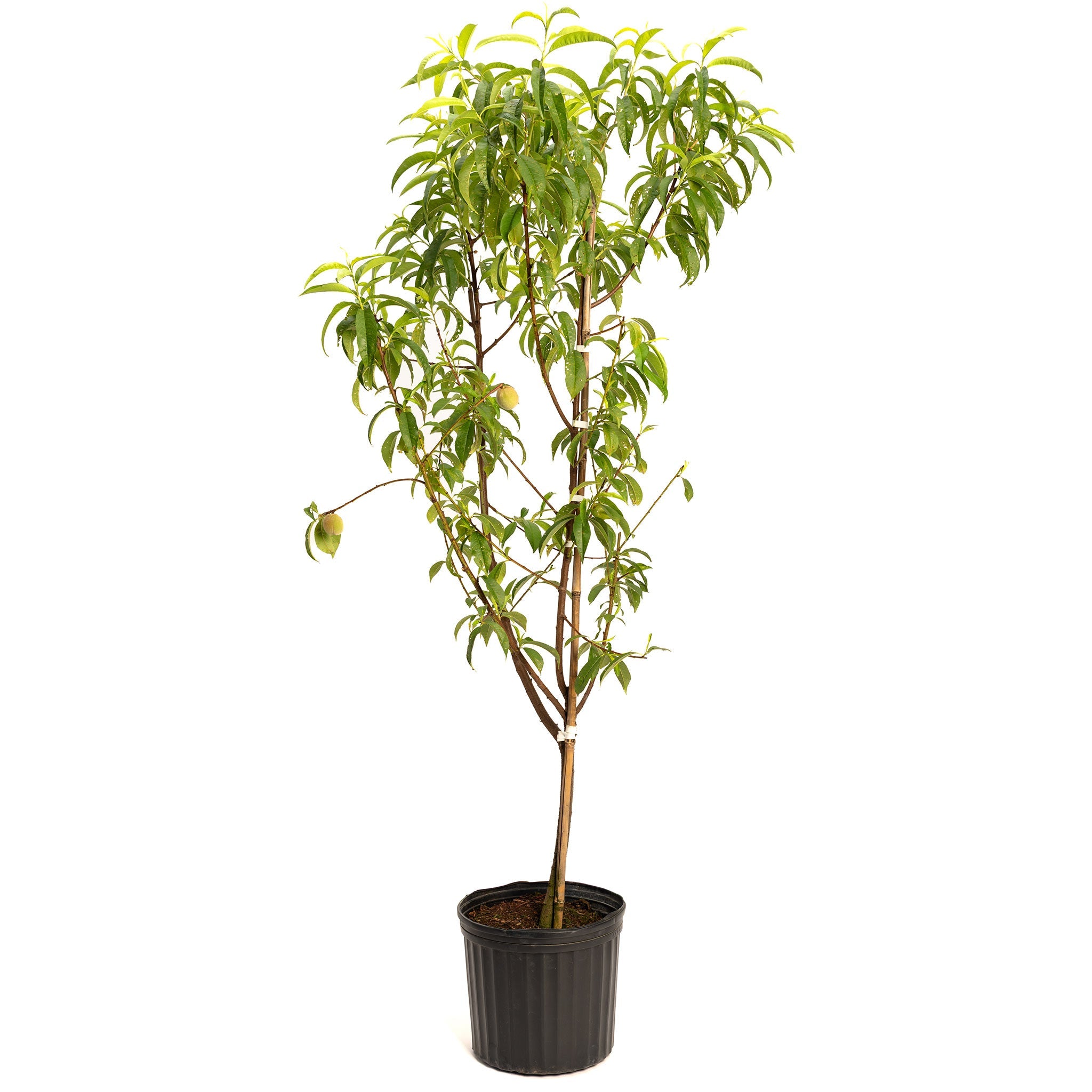 Potted plant with green leaves on a white background.  Henderson Garden Supply