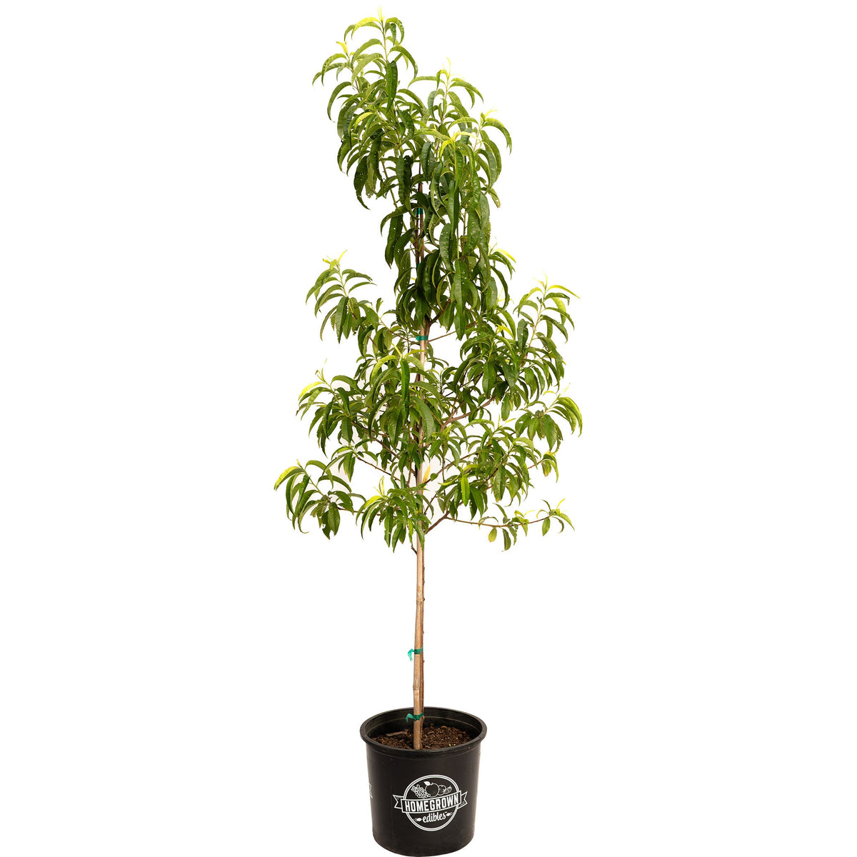 Contender Peach Tree – Cold-Hardy Freestone Peach