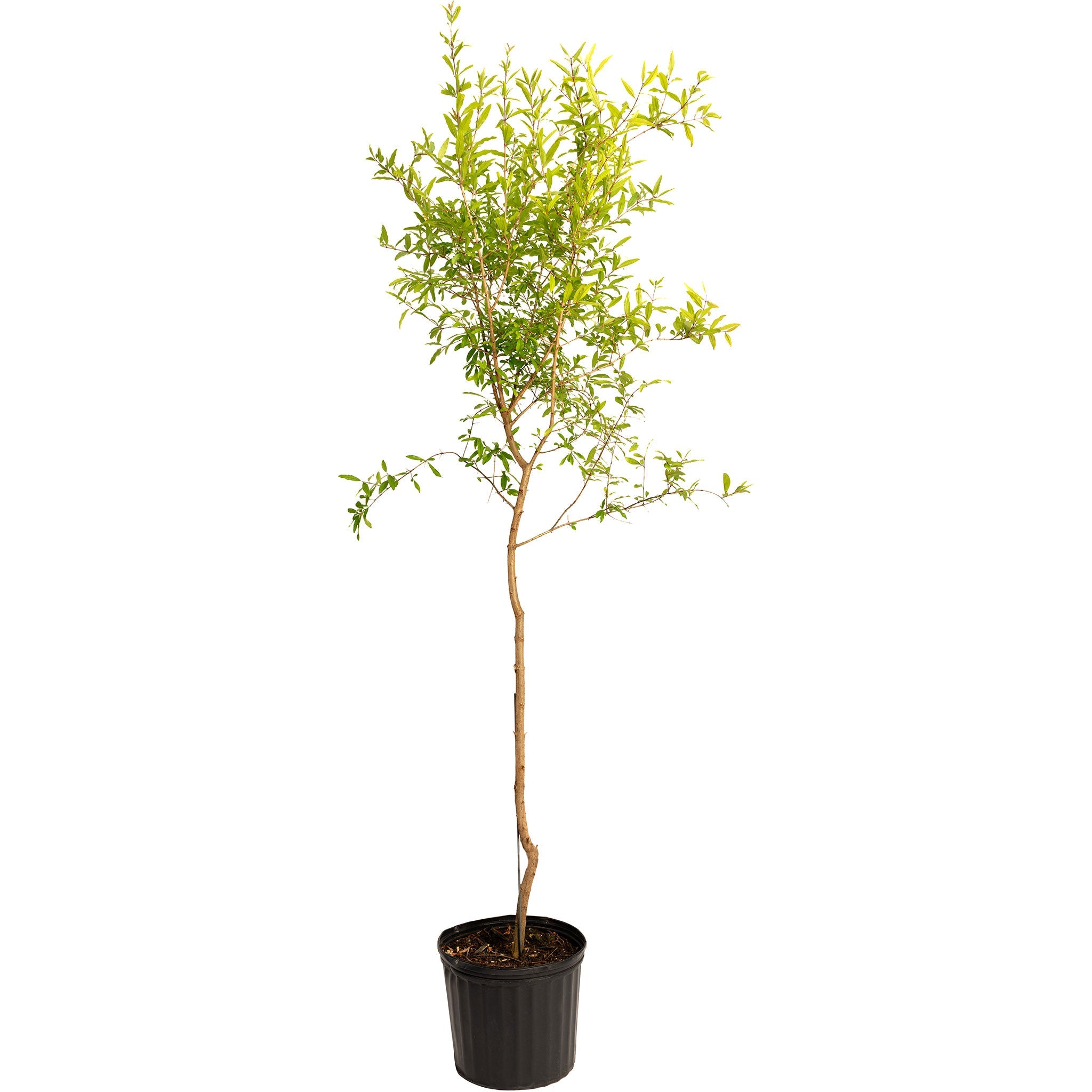 Potted tree with green leaves on a white background.  Henderson Garden Supply