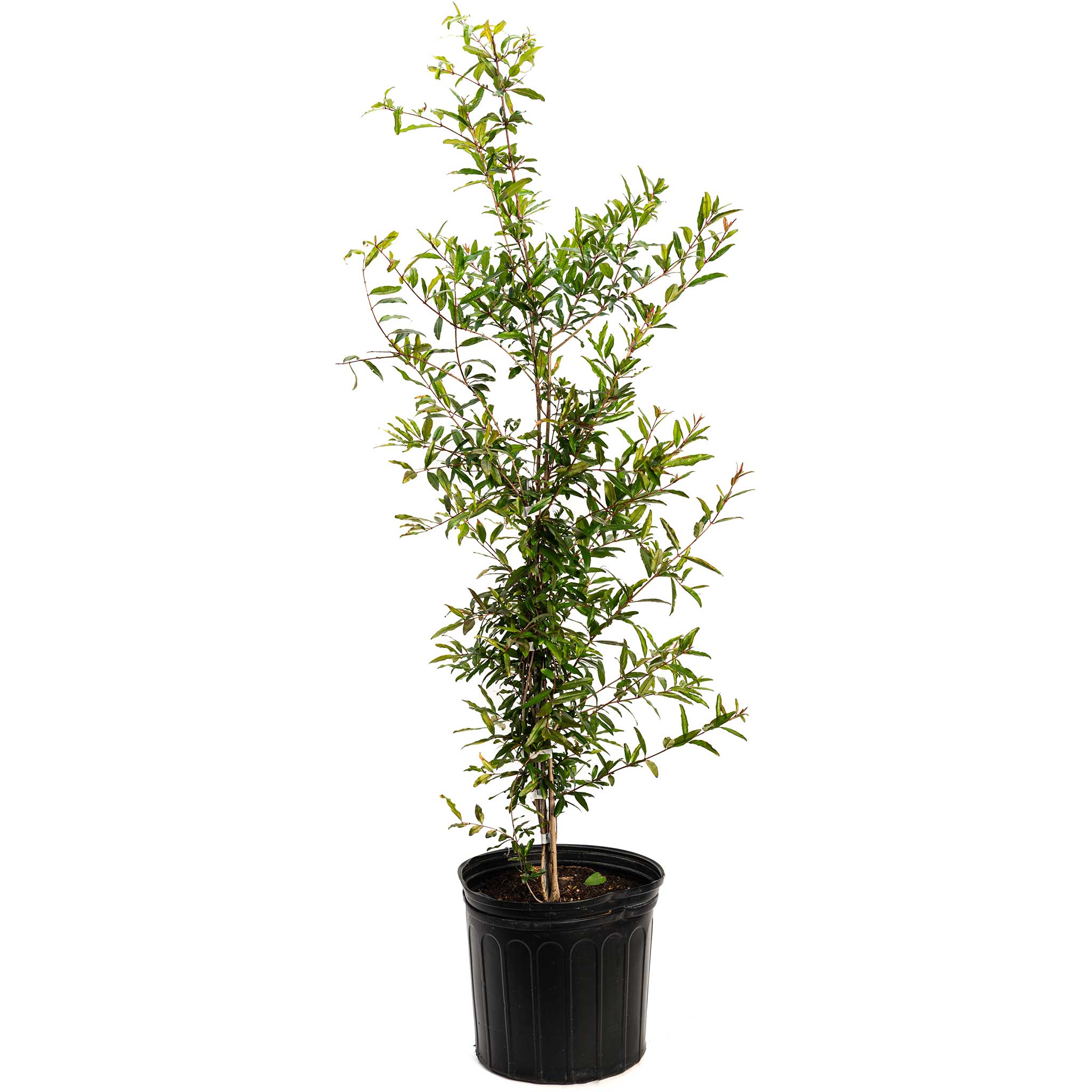 Potted plant with green leaves on a white background.  Henderson Garden Supply