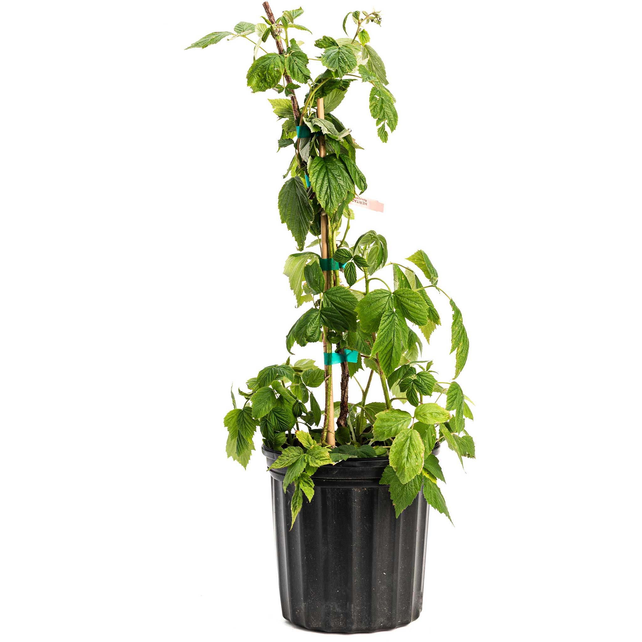 Potted plant with green leaves on a white background.  Henderson Garden Supply