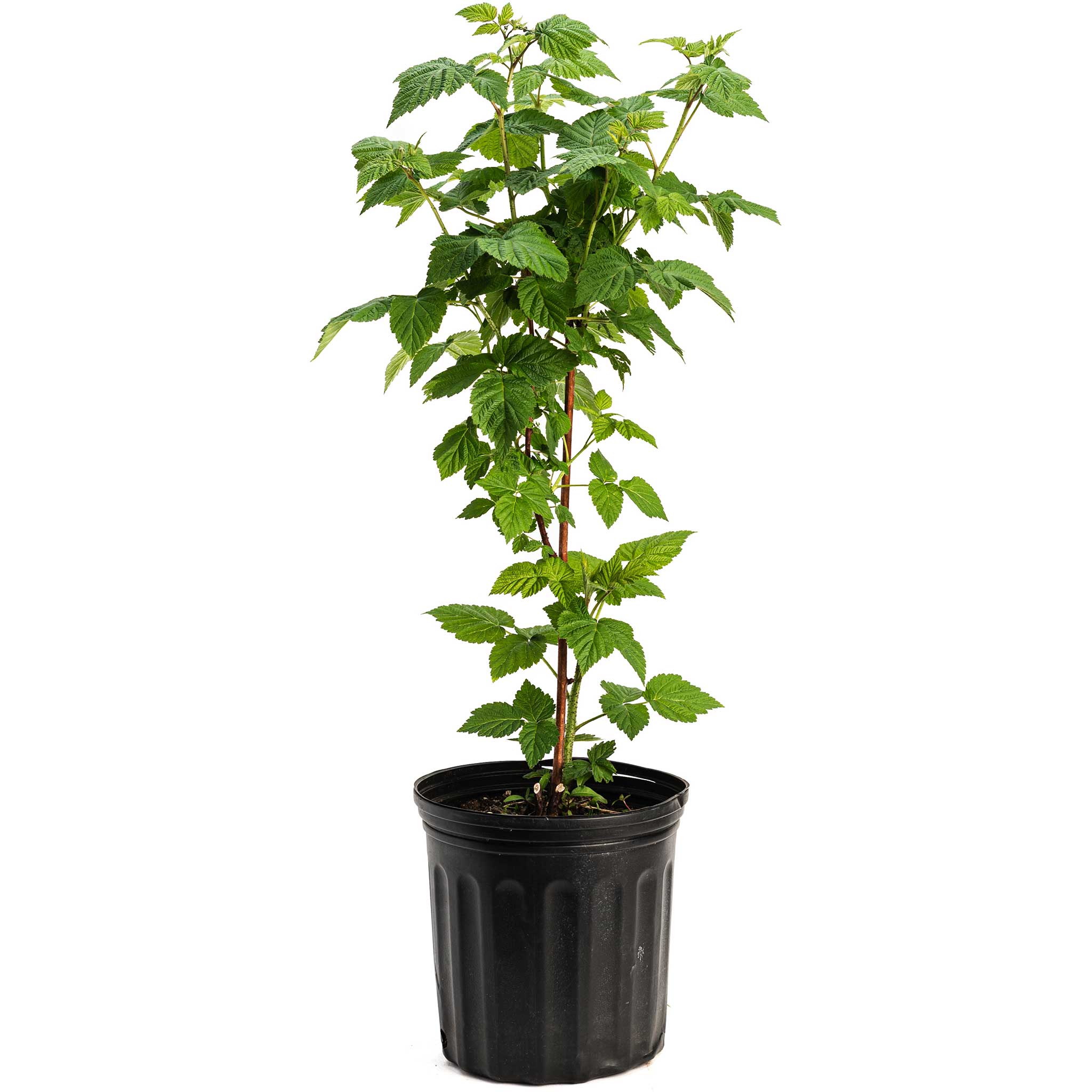 Potted plant with green leaves on a white background.  Henderson Garden Supply