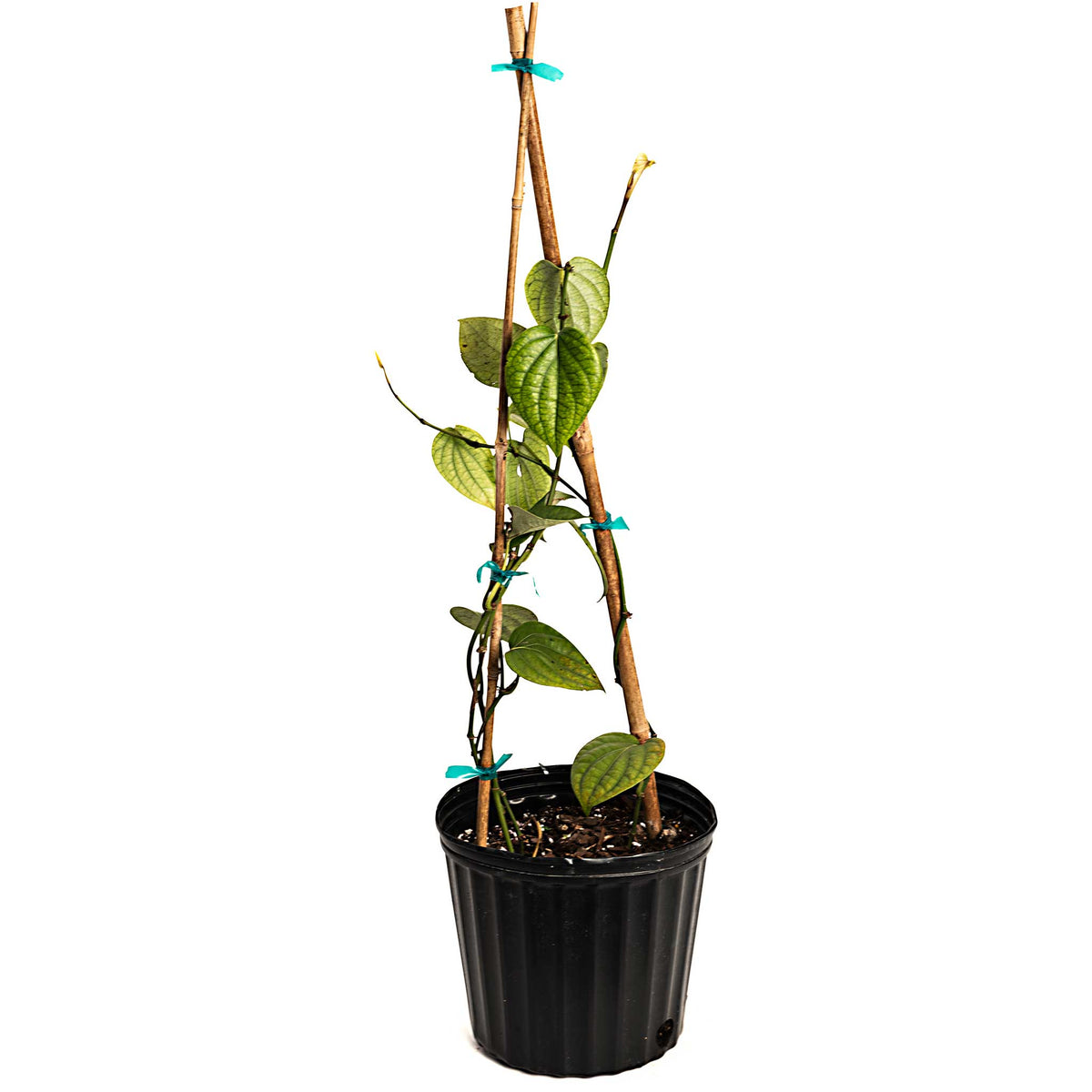 Black Pepper Plant – Piper nigrum Tropical Vine