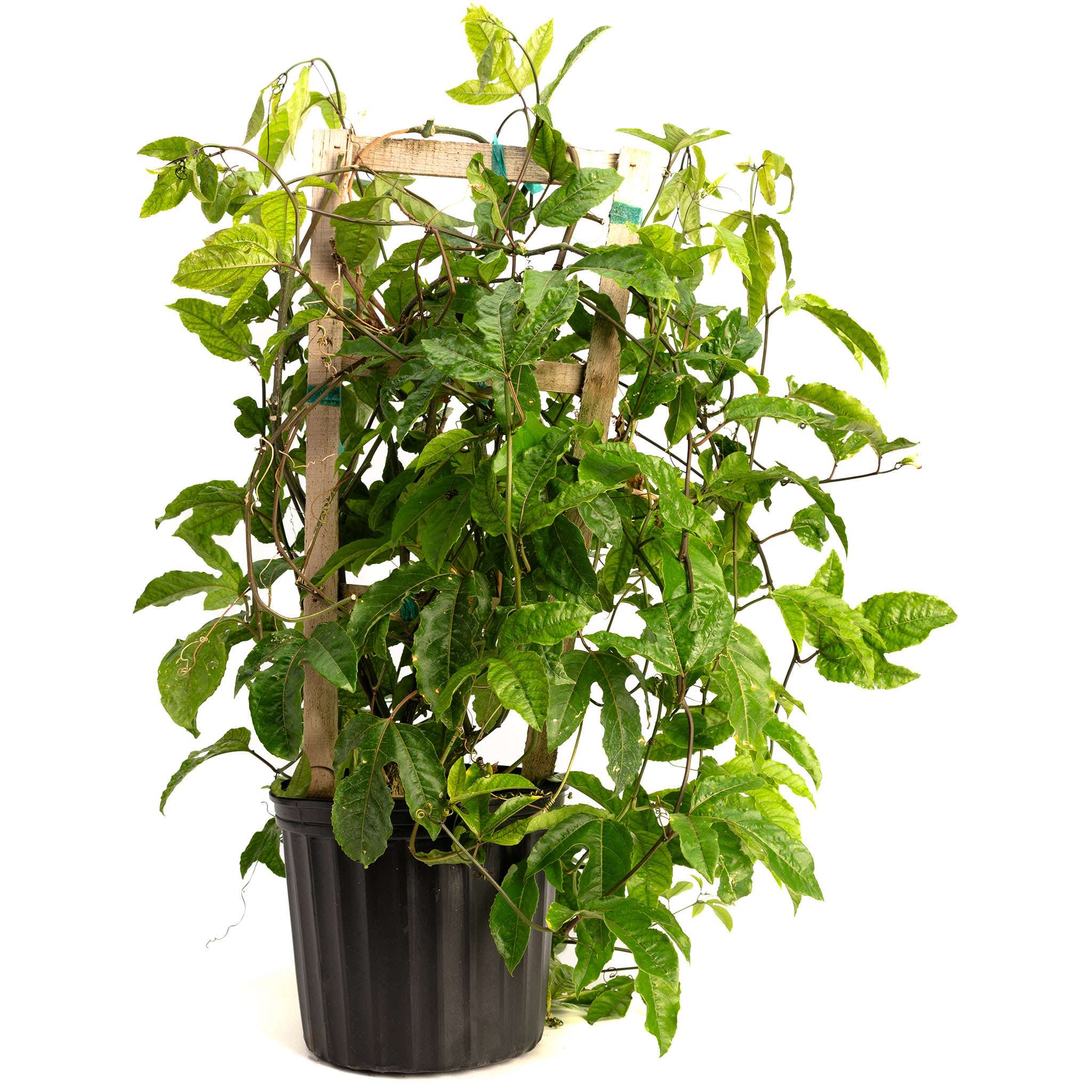 Potted plant with green leaves on a white background.  Henderson Garden Supply