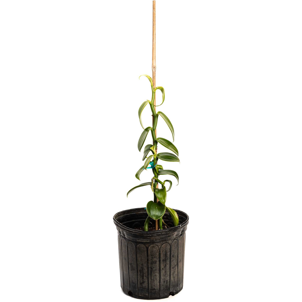 Vanilla Bean Orchid – Tropical Climbing Vanilla Vine