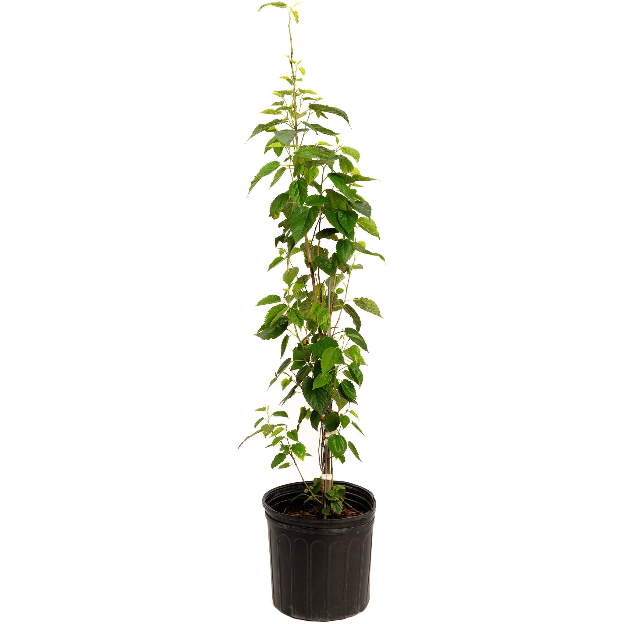 Potted plant with green leaves on a white background.  Henderson Garden Supply