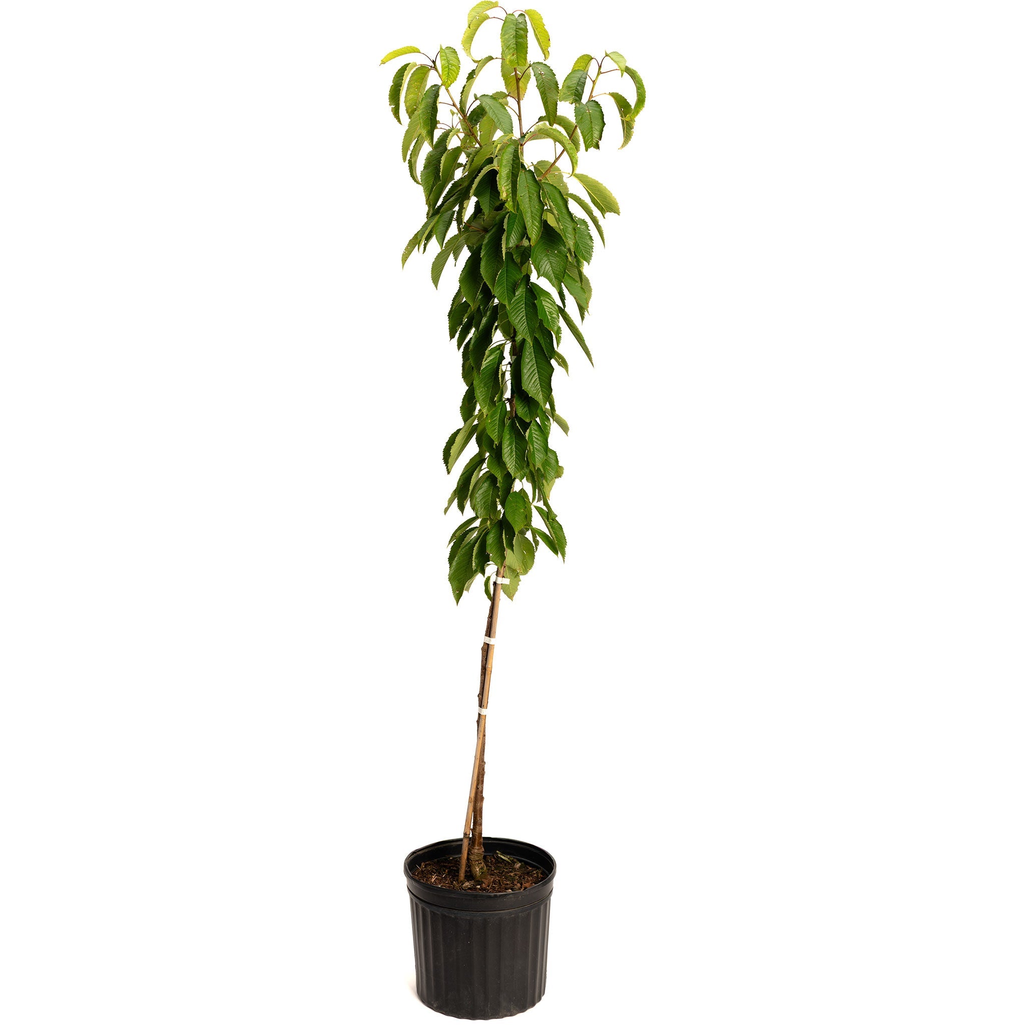 Potted plant with green leaves on a white background.  Henderson Garden Supply