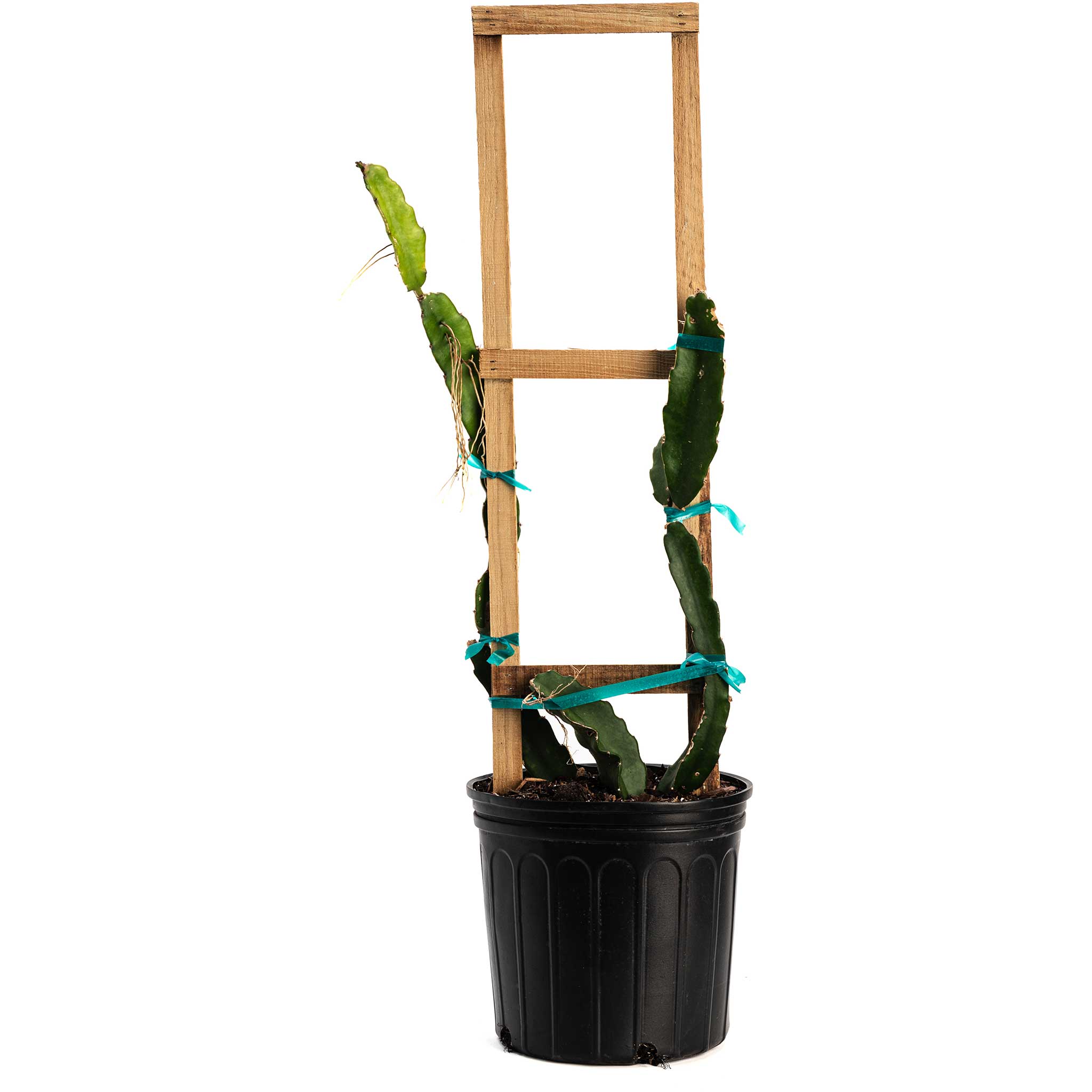 White Dragon Fruit Plant (Hylocereus undatus)