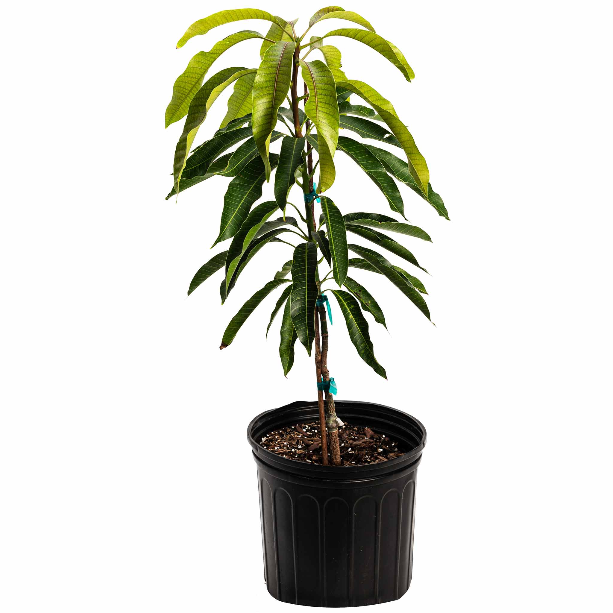 Potted plant with green leaves on a white background.  Henderson Garden Supply