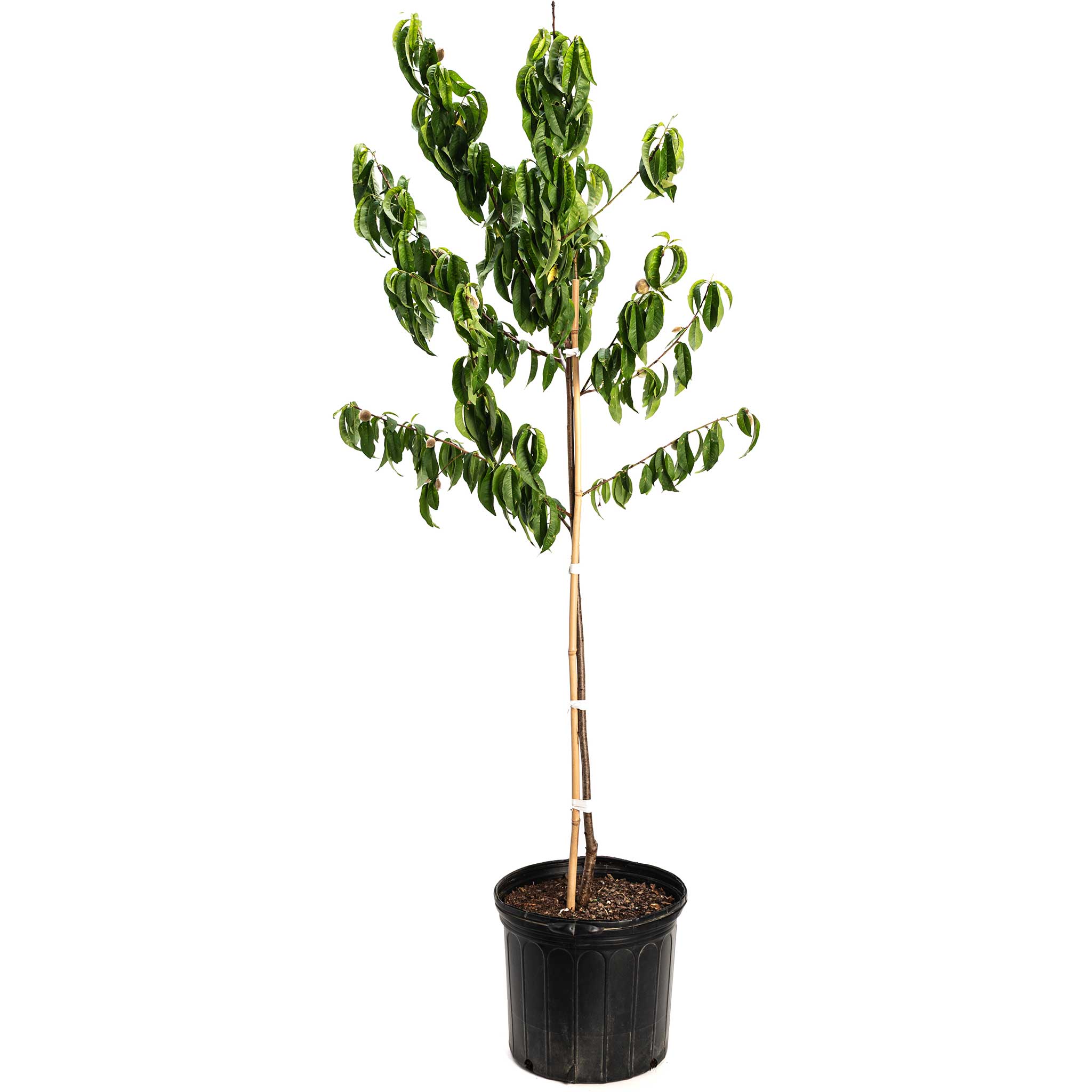 Potted plant with green leaves on a white background.  Henderson Garden Supply