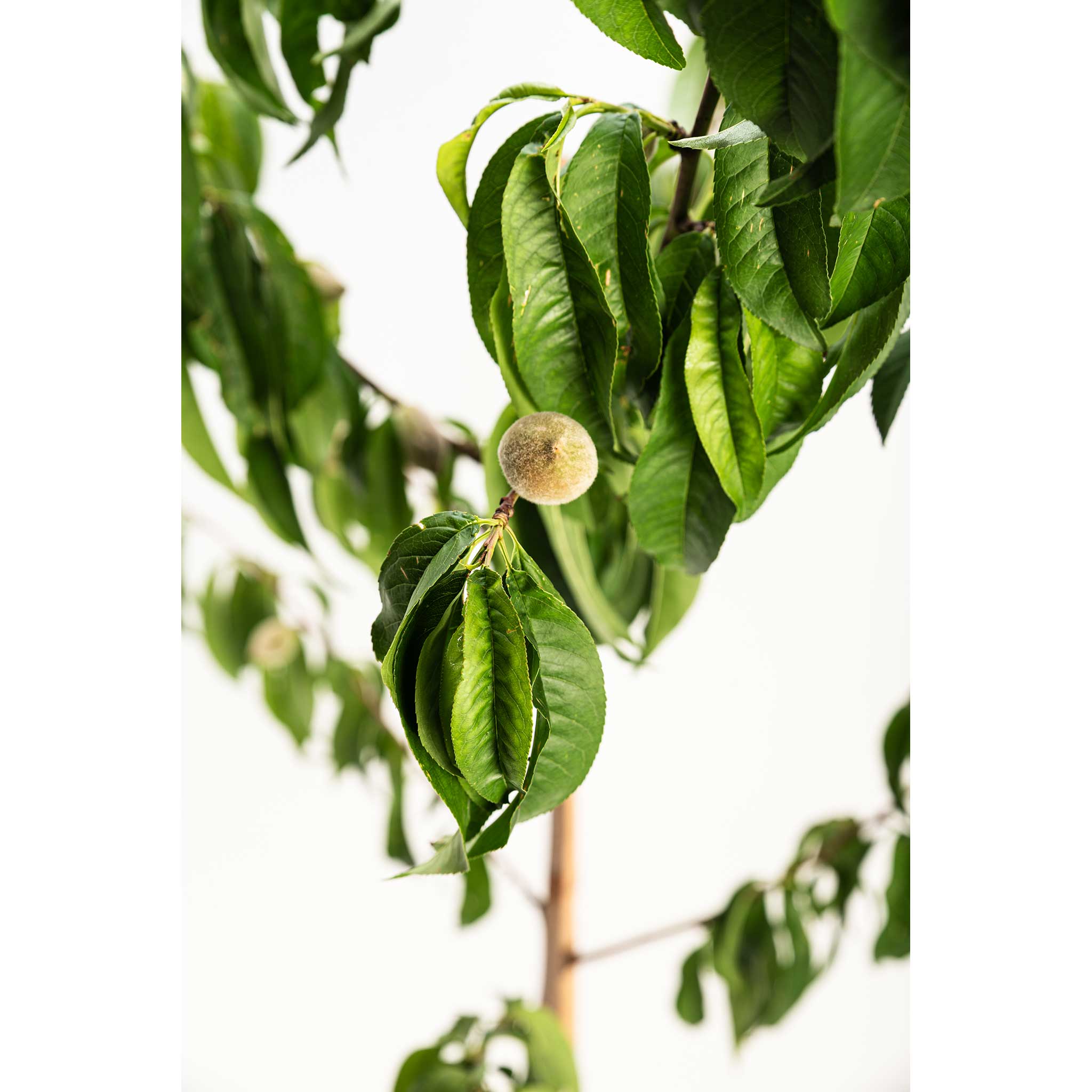 Green fruit with leaves on a tree.  Henderson Garden Supply