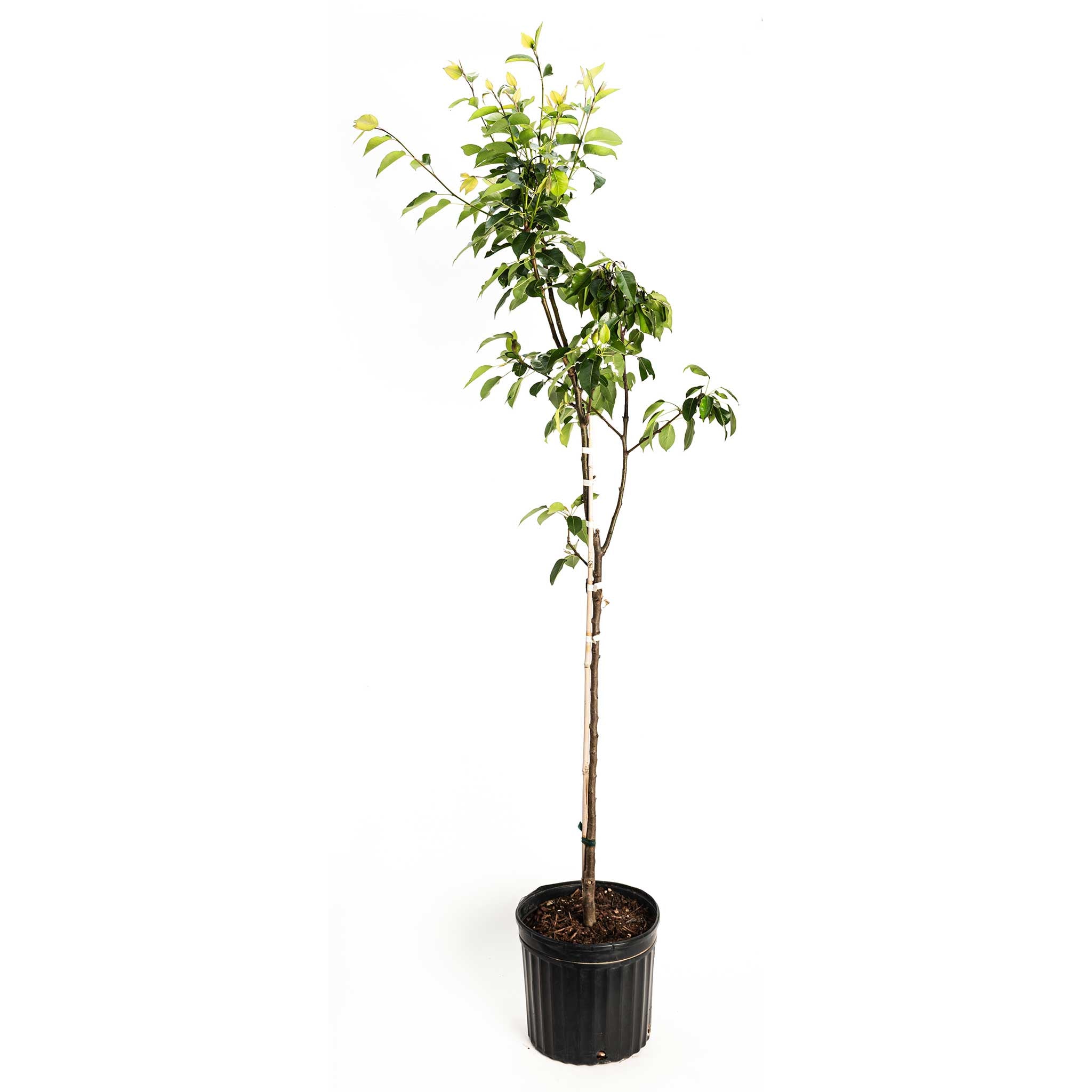 Potted plant with green leaves on a white background.  Henderson Garden Supply