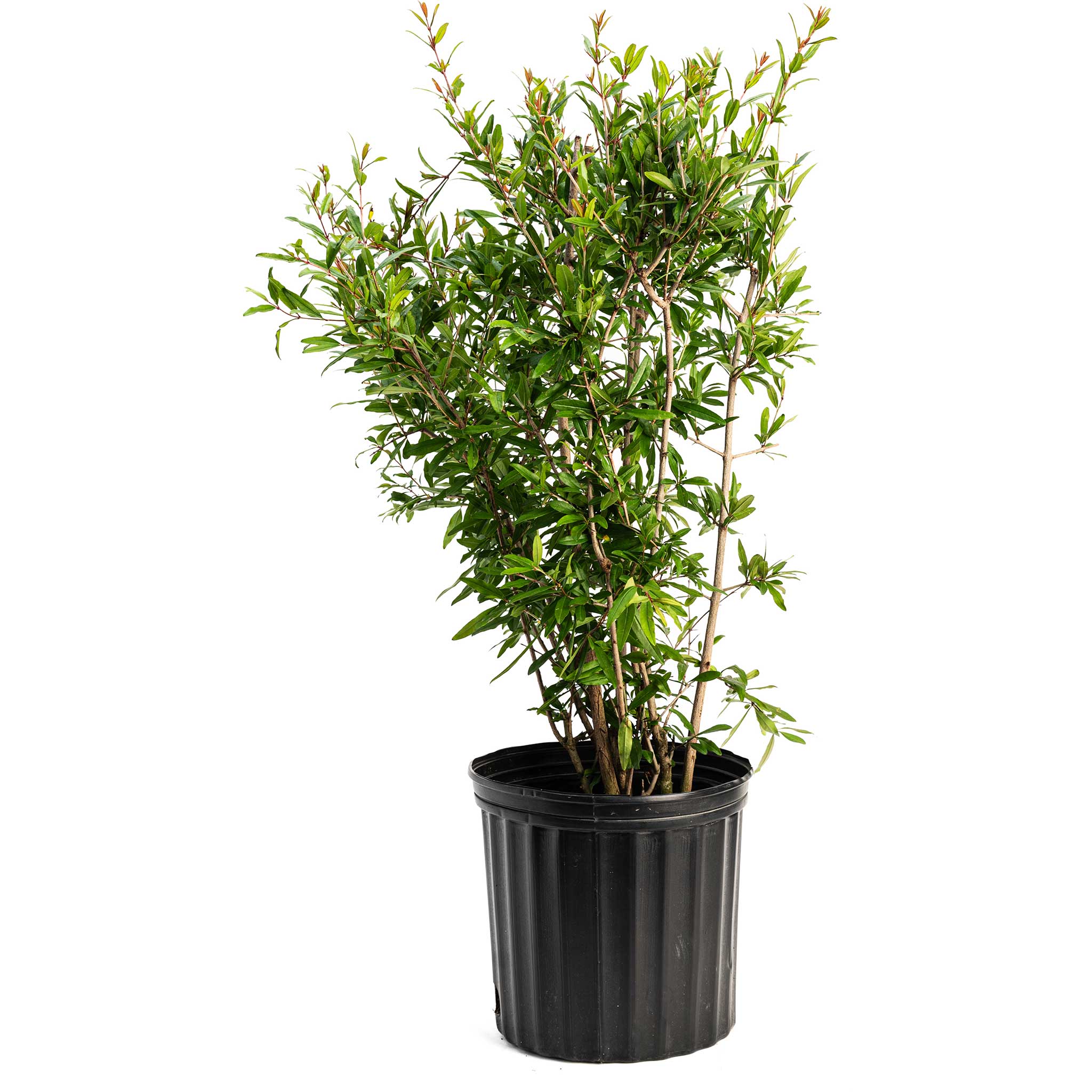 Potted plant with green leaves in a black pot on a white background - Henderson Garden Supply