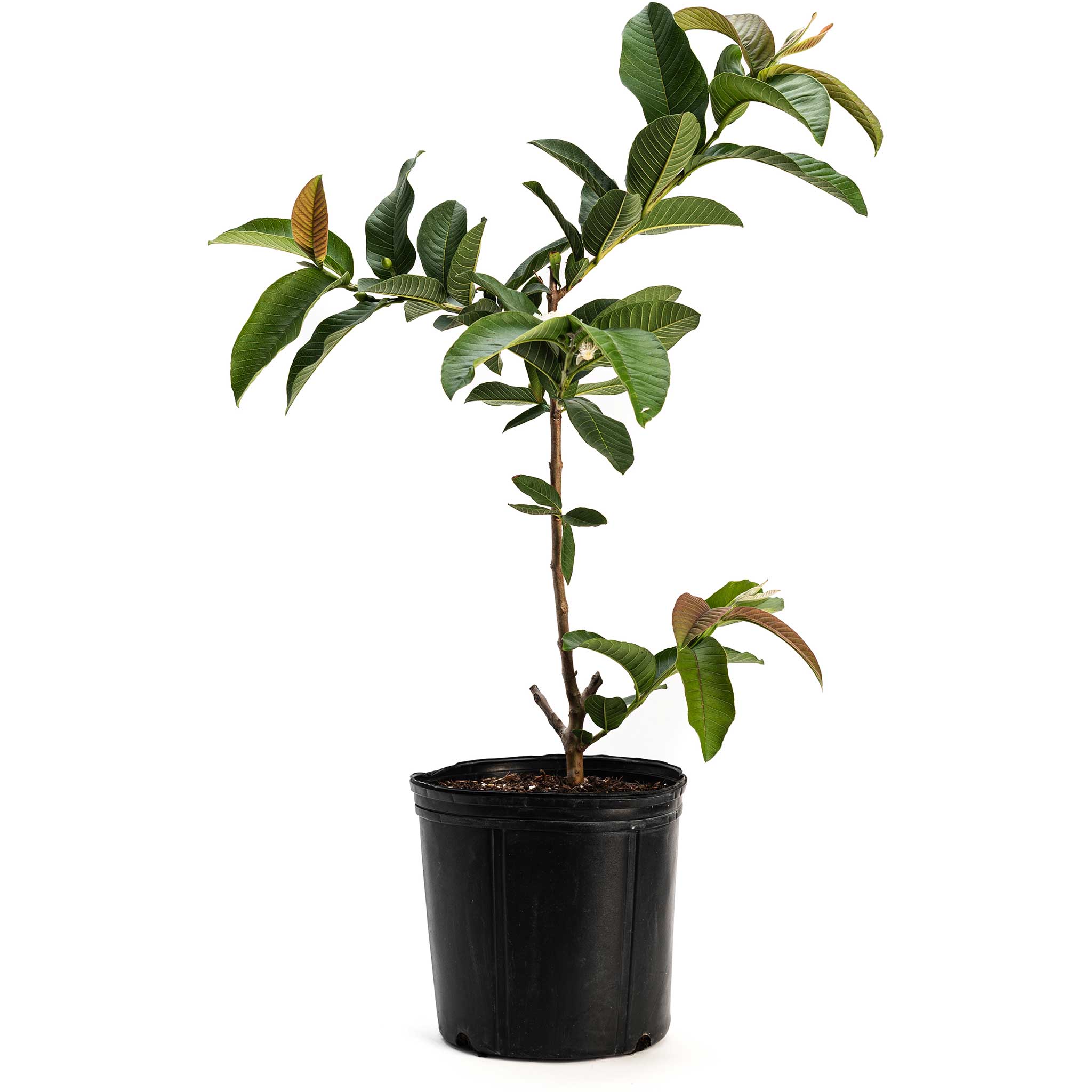 Potted plant with green leaves on a white background.  Henderson Garden Supply