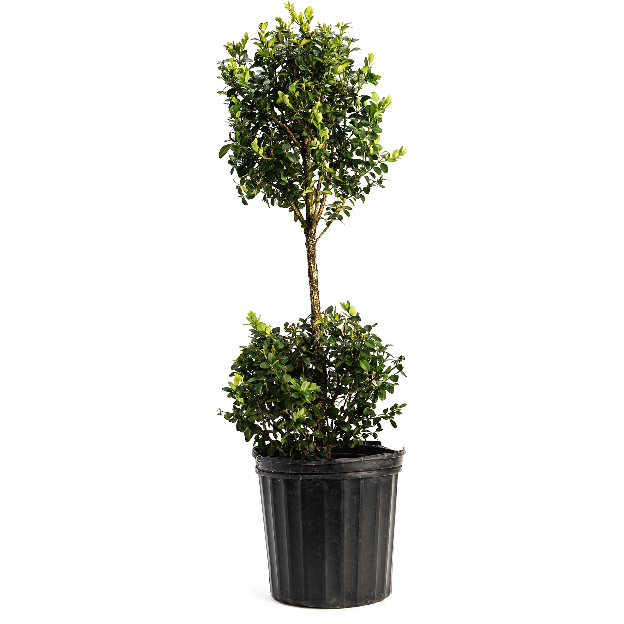 Boxwood topiary - Henderson Garden Supply