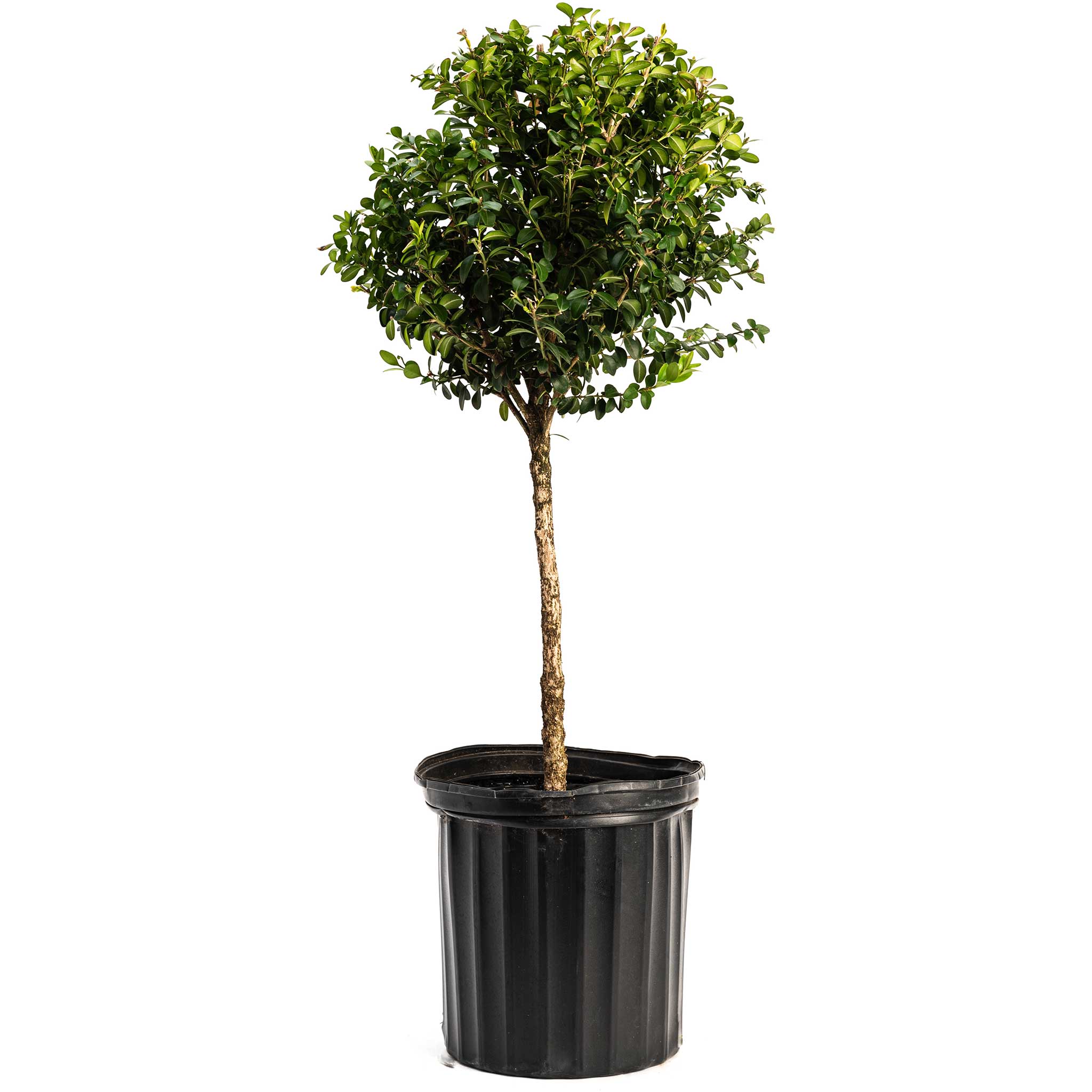 Boxwood topiary - Henderson Garden Supply