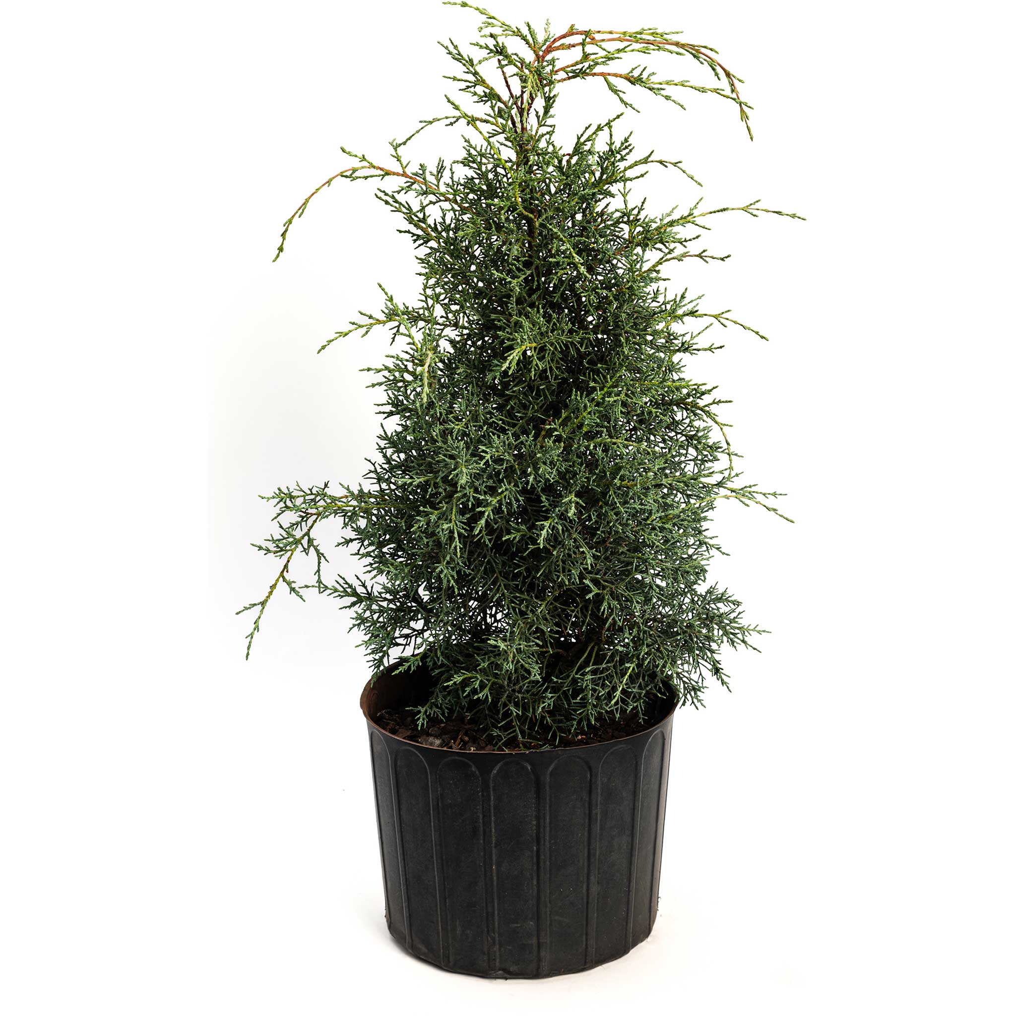 Arizona Cypress ‘Carolina Sapphire’