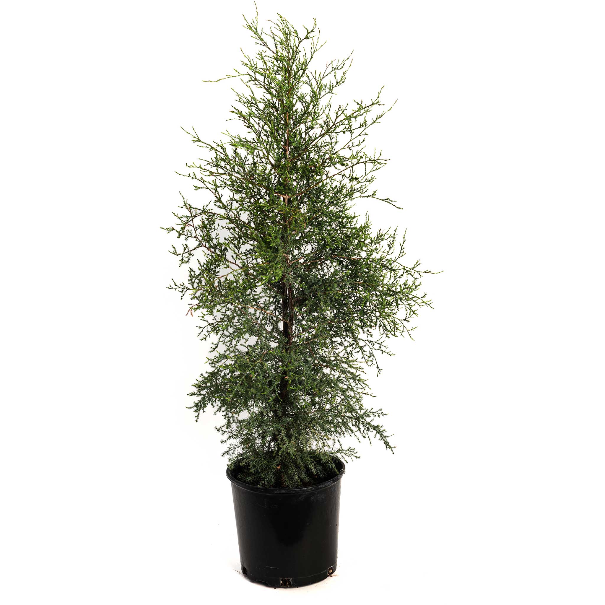 Eastern Red Cedar - Henderson Garden Supply