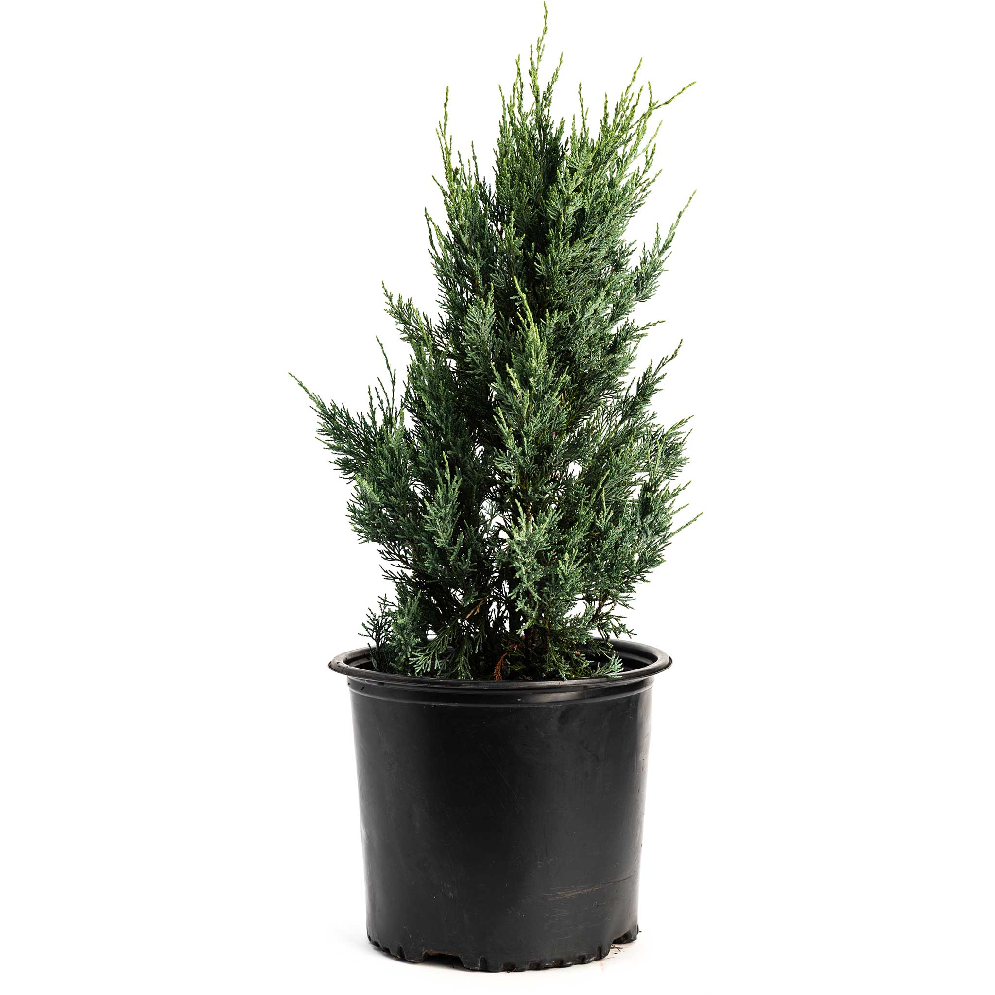 Moonglow Juniper Evergreen - Henderson Garden Supply