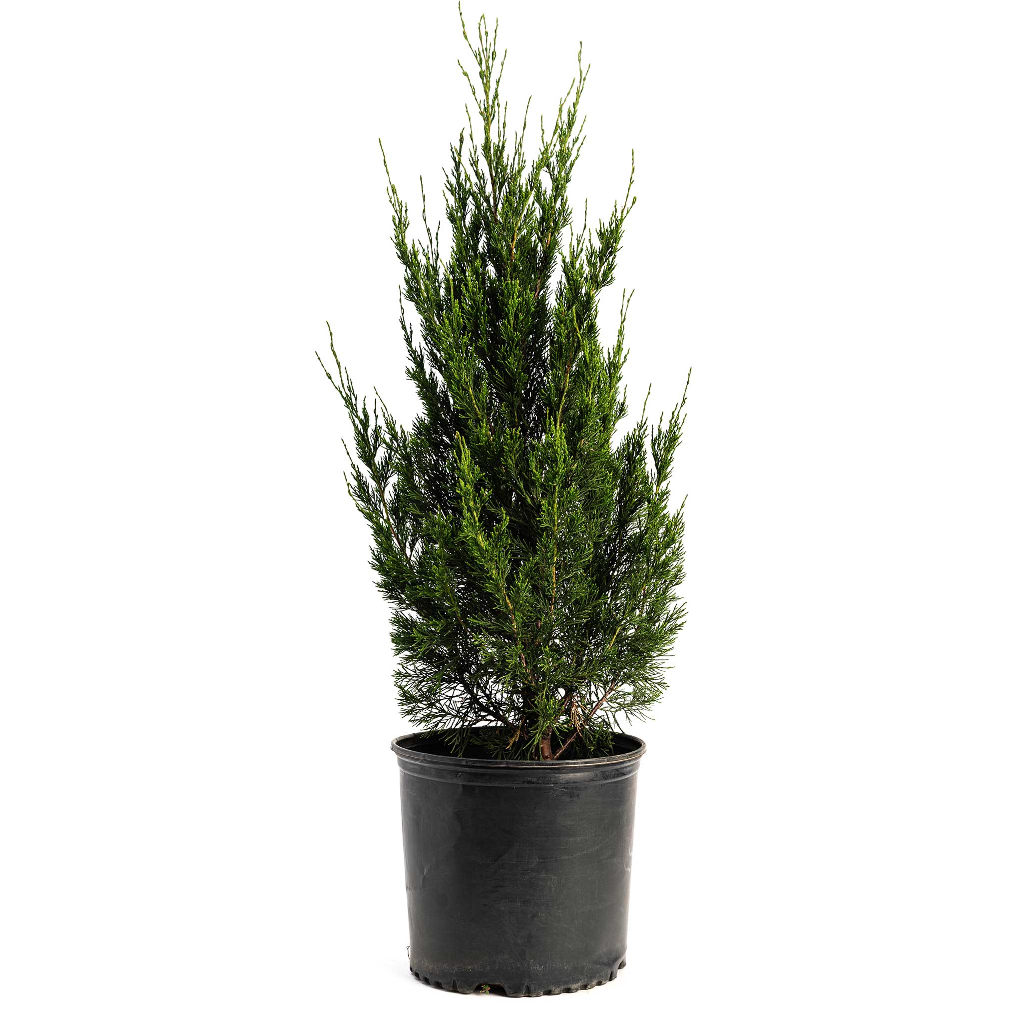 Spartan Juniper - Henderson Garden Supply