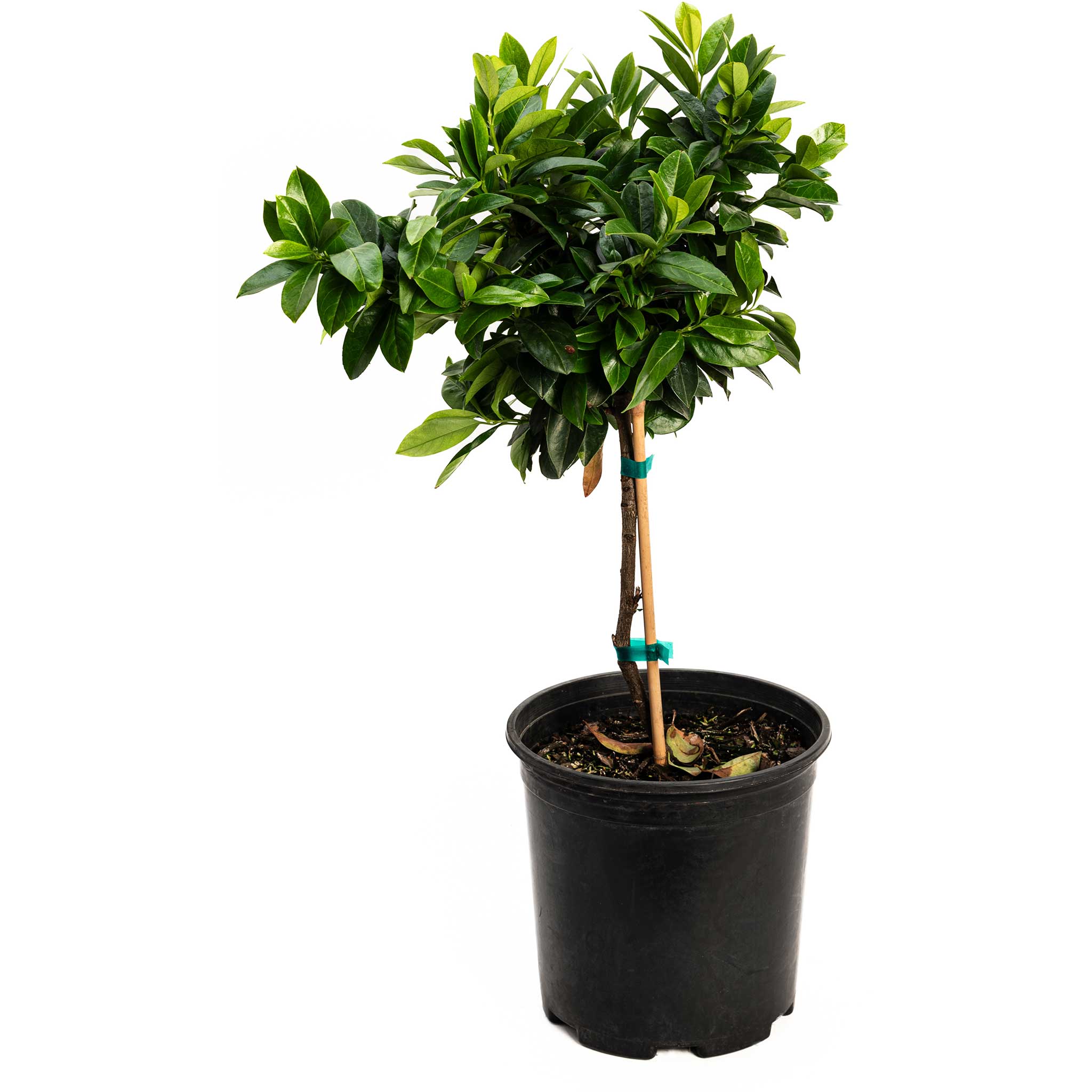 Potted plant with green leaves on a white background - Henderson Garden Supply
