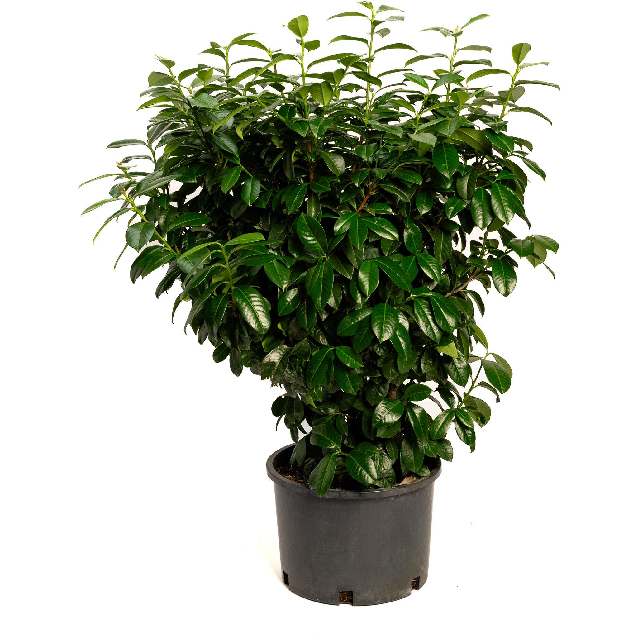 Potted plant with green leaves on a white background - Henderson Garden Supply
